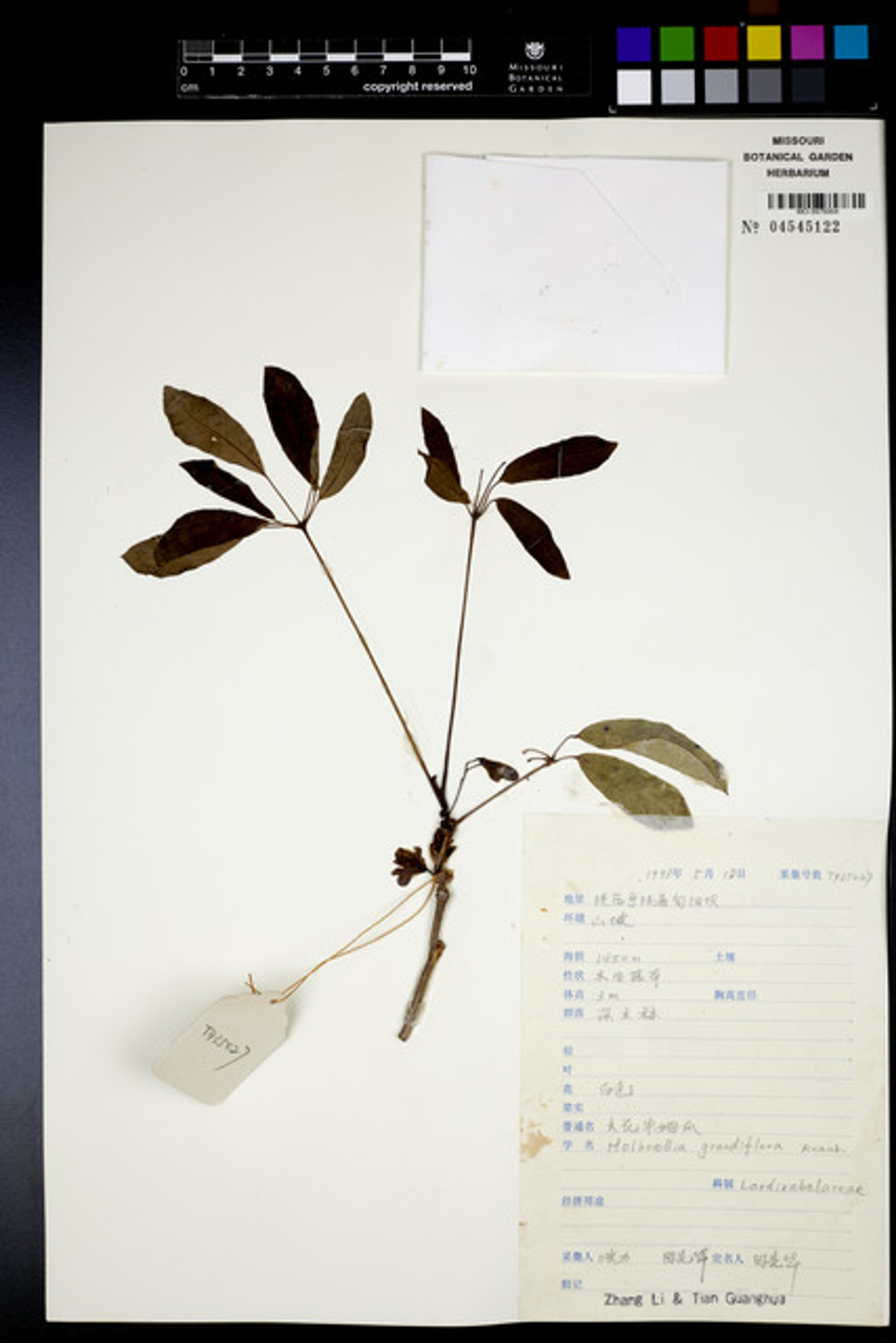 Holboellia grandiflora - 11