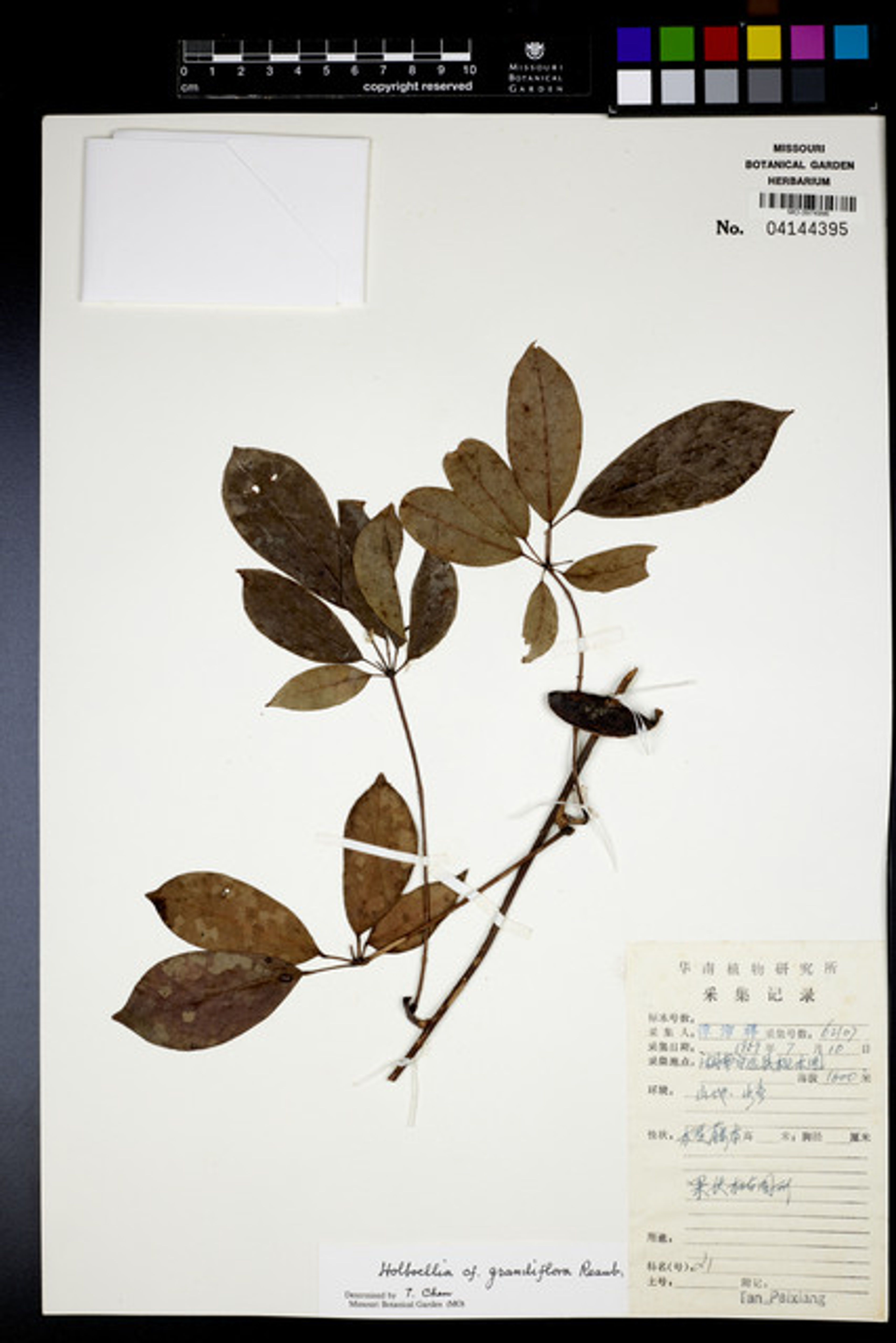 Holboellia grandiflora - 7