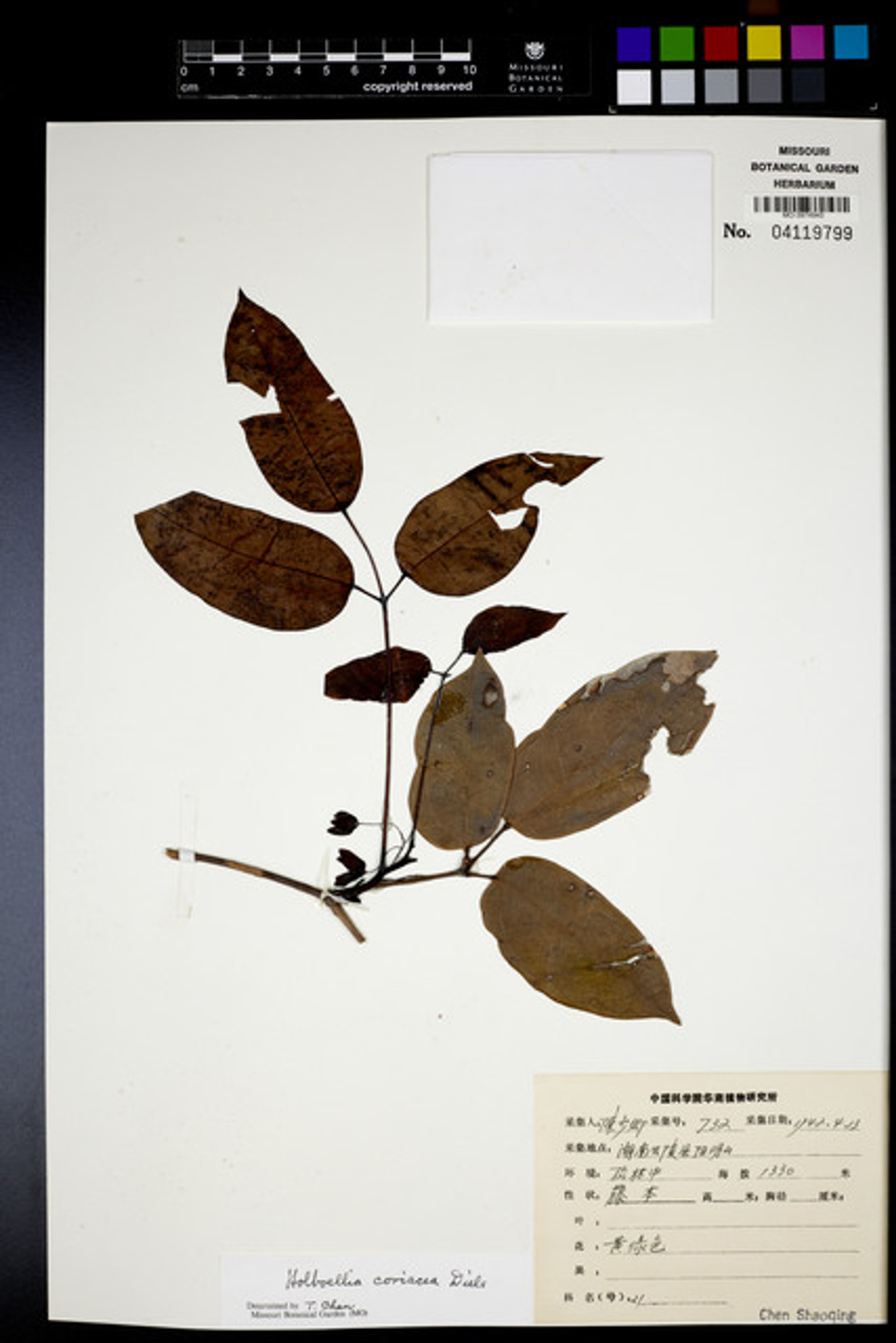 Holboellia coriacea - 23