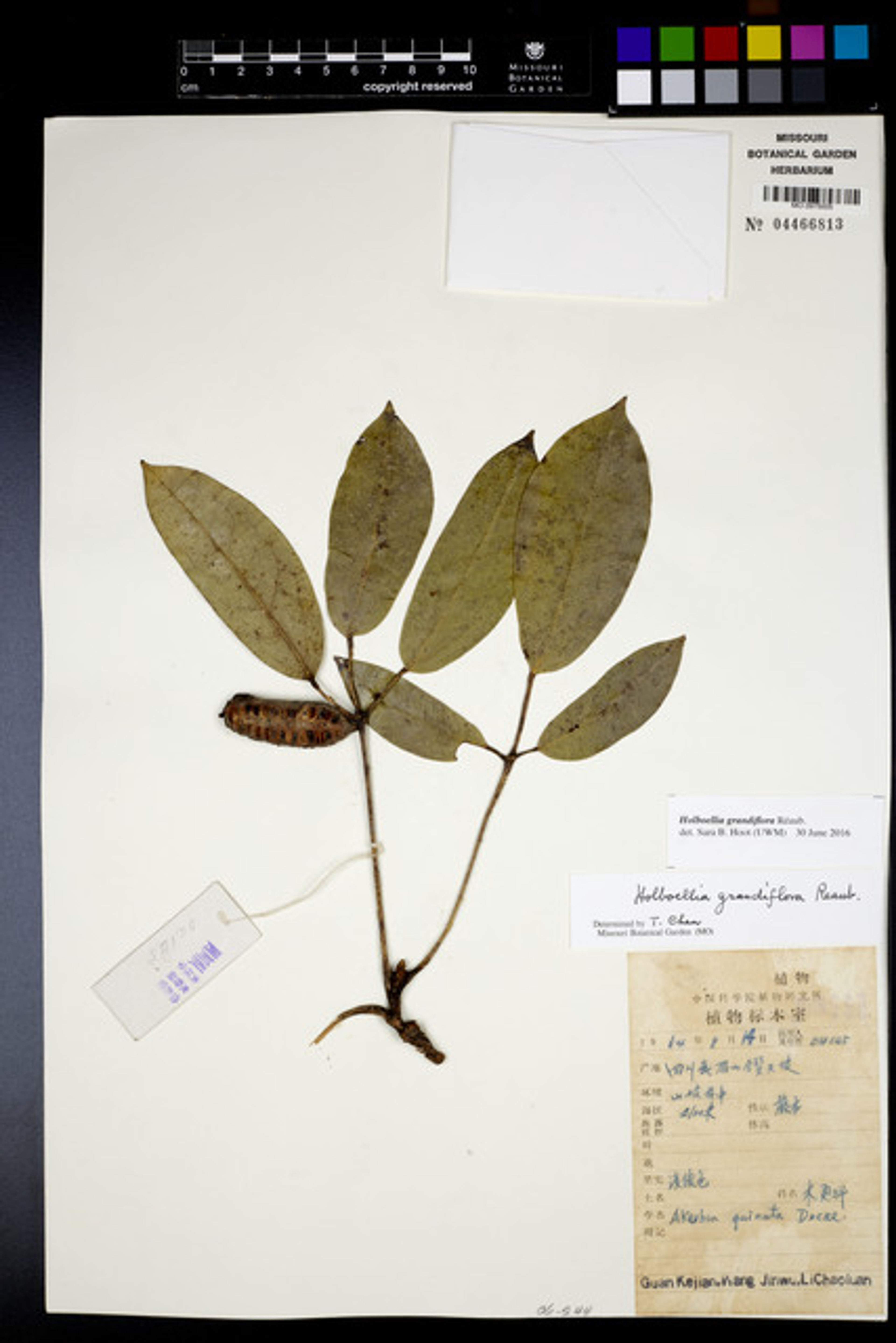 Holboellia grandiflora - 2