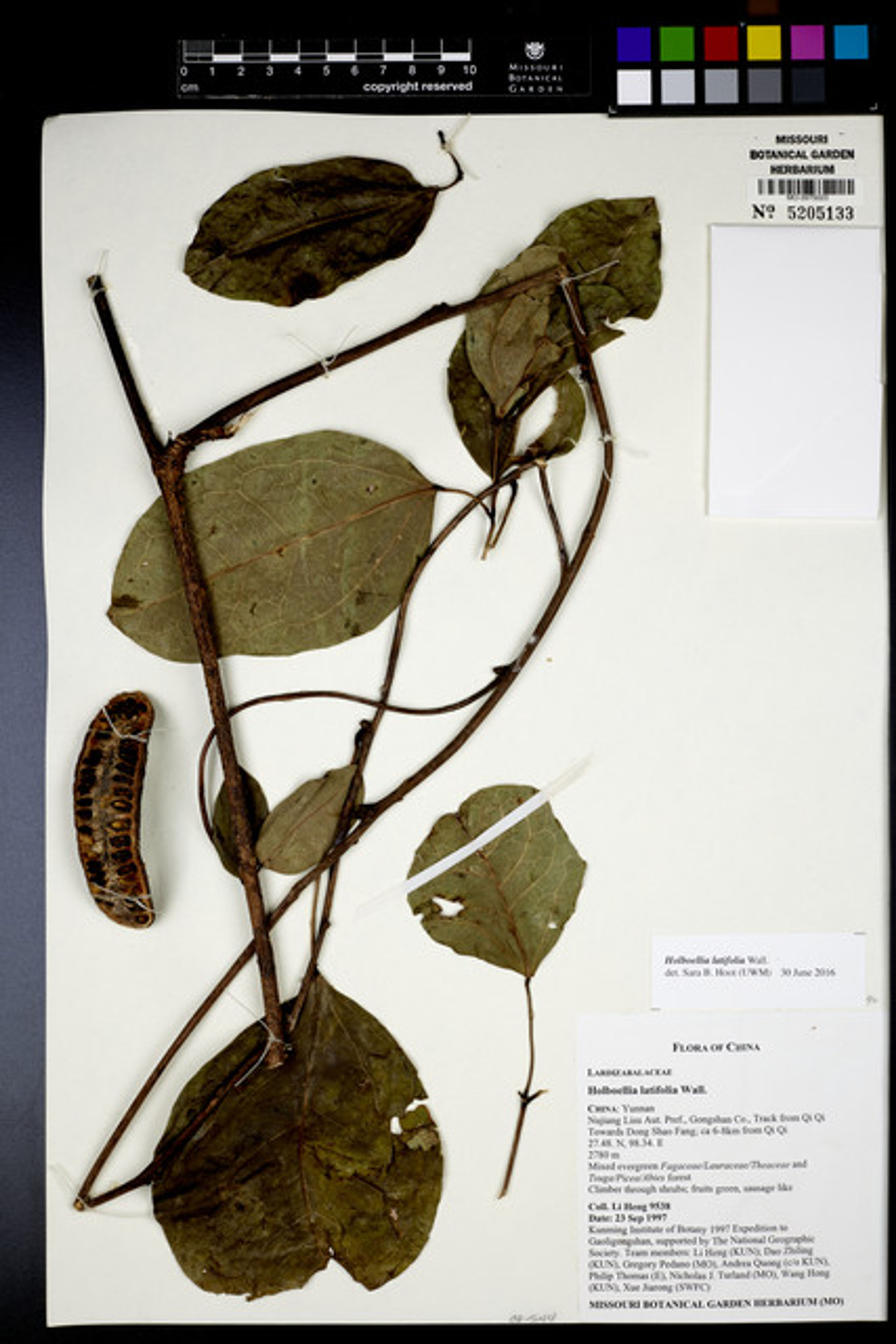 Holboellia latifolia - 60