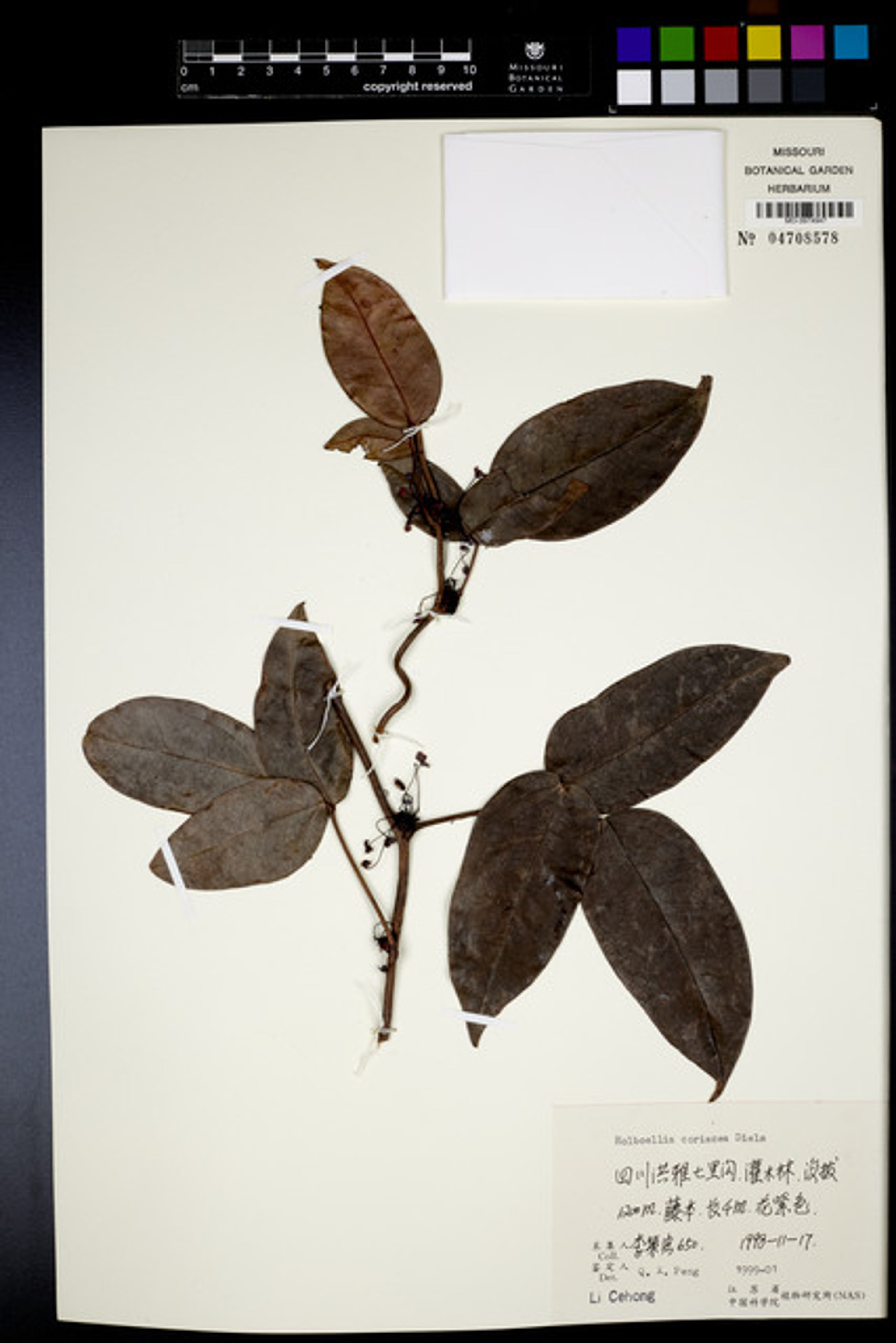 Holboellia coriacea - 36