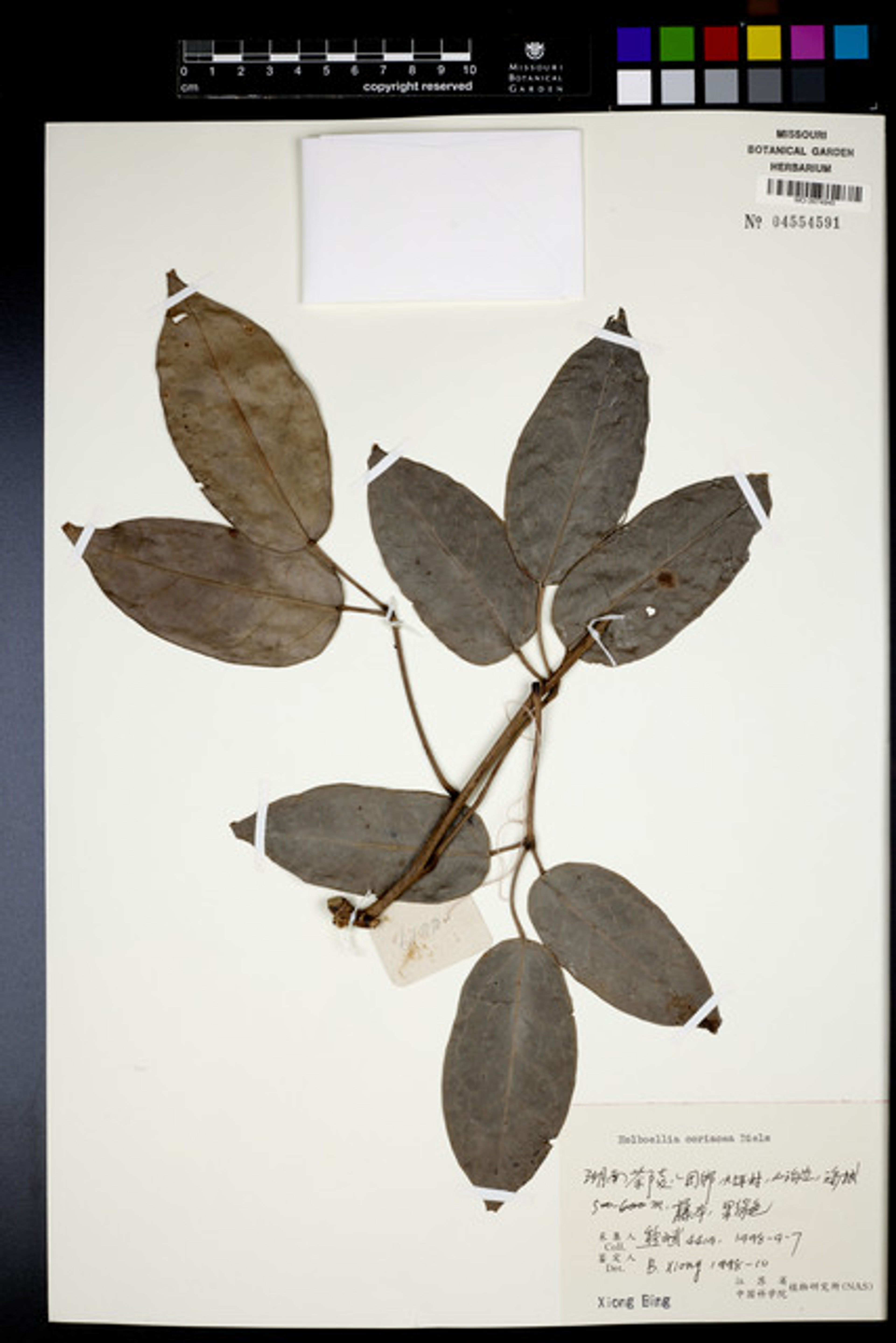 Holboellia coriacea - 18