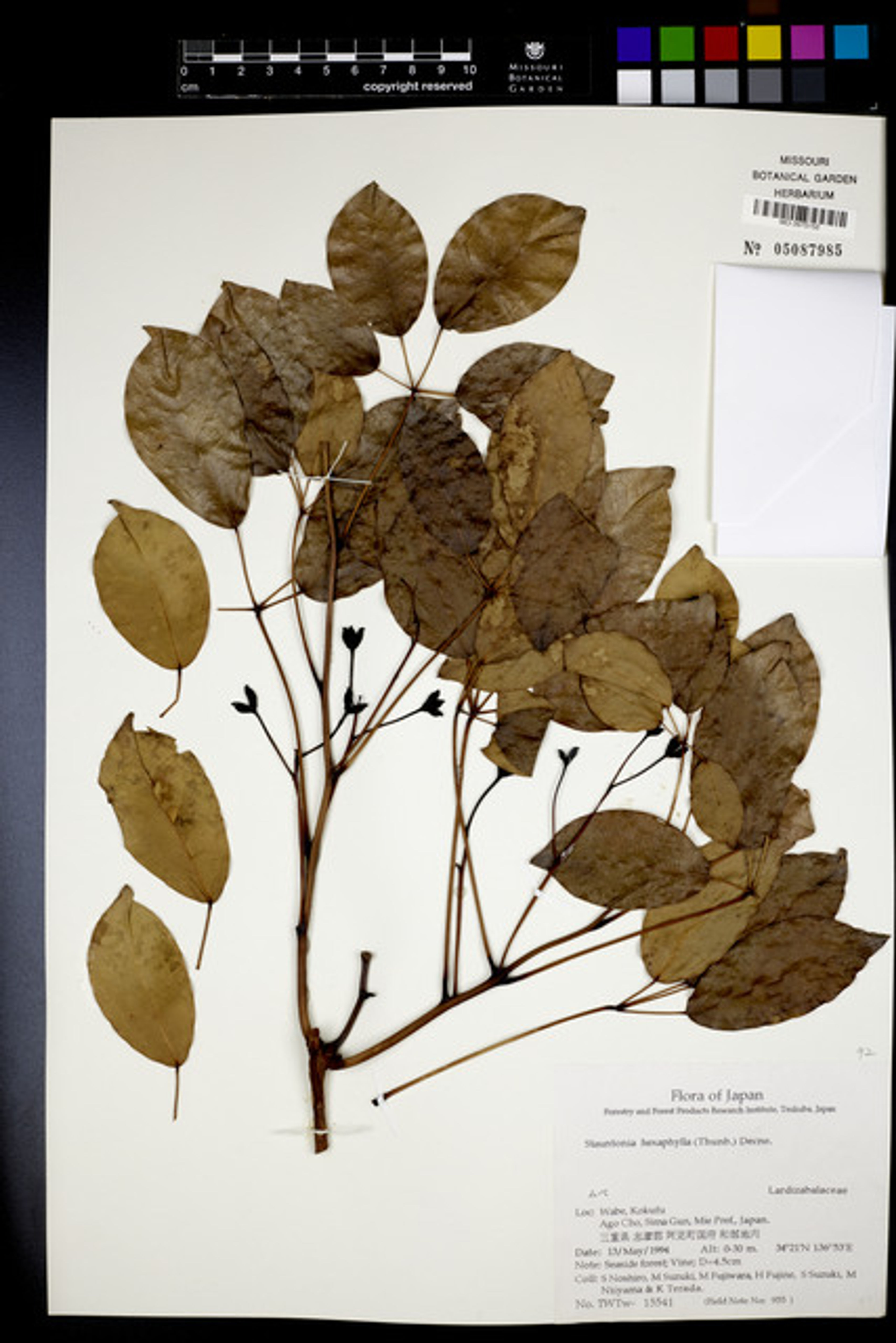 Stauntonia hexaphylla - 112