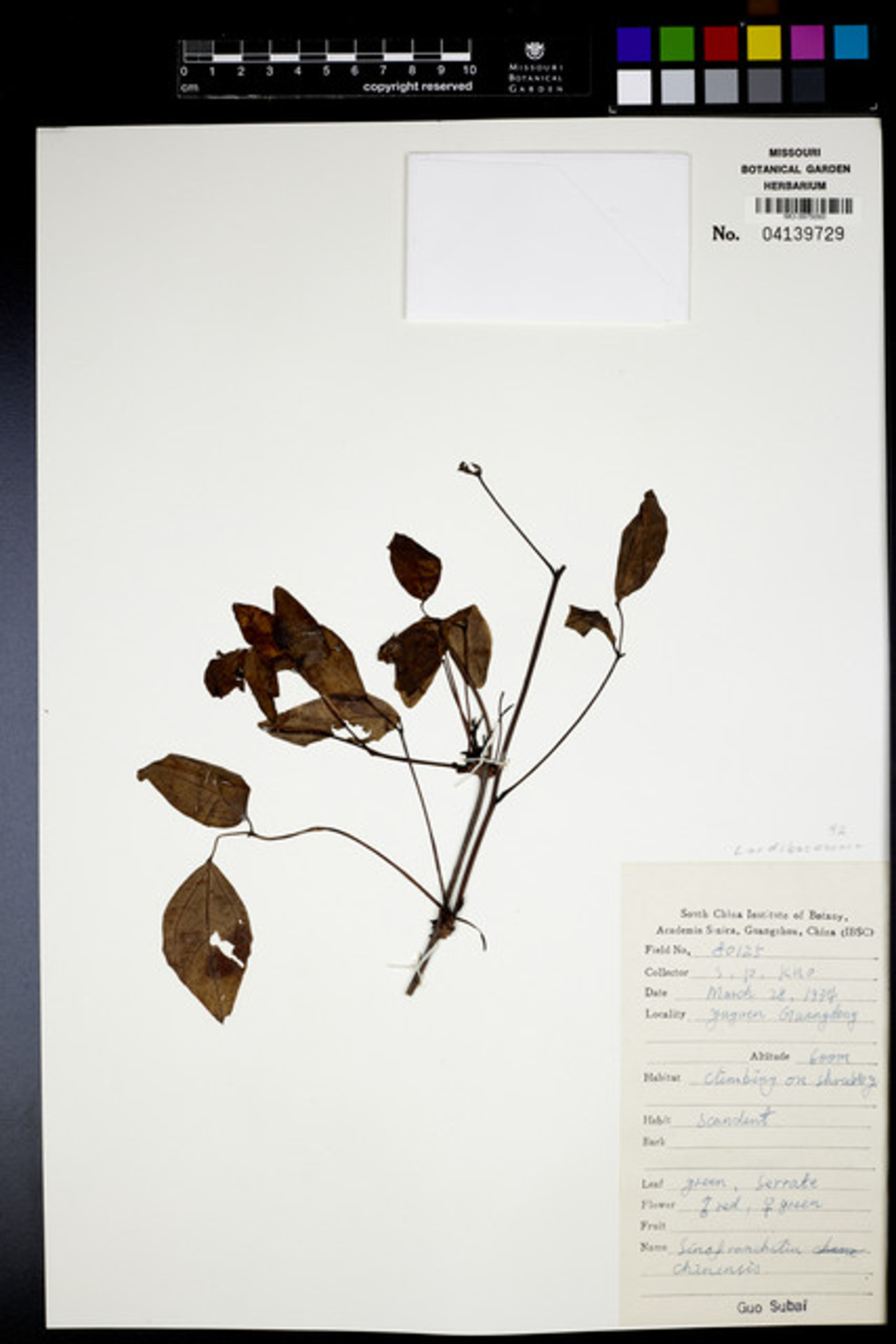 Sinofranchetia chinensis - 26