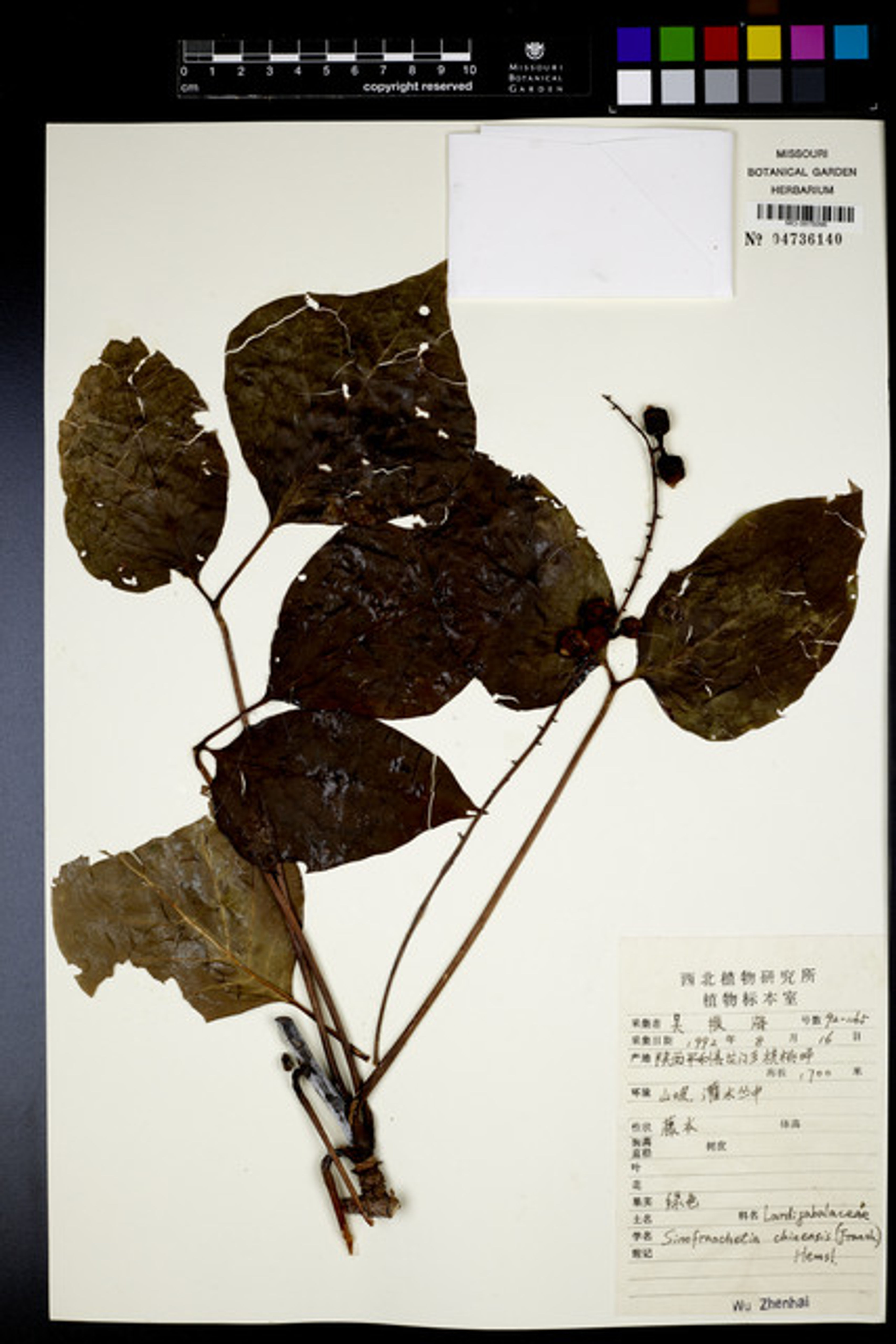 Sinofranchetia chinensis - 38