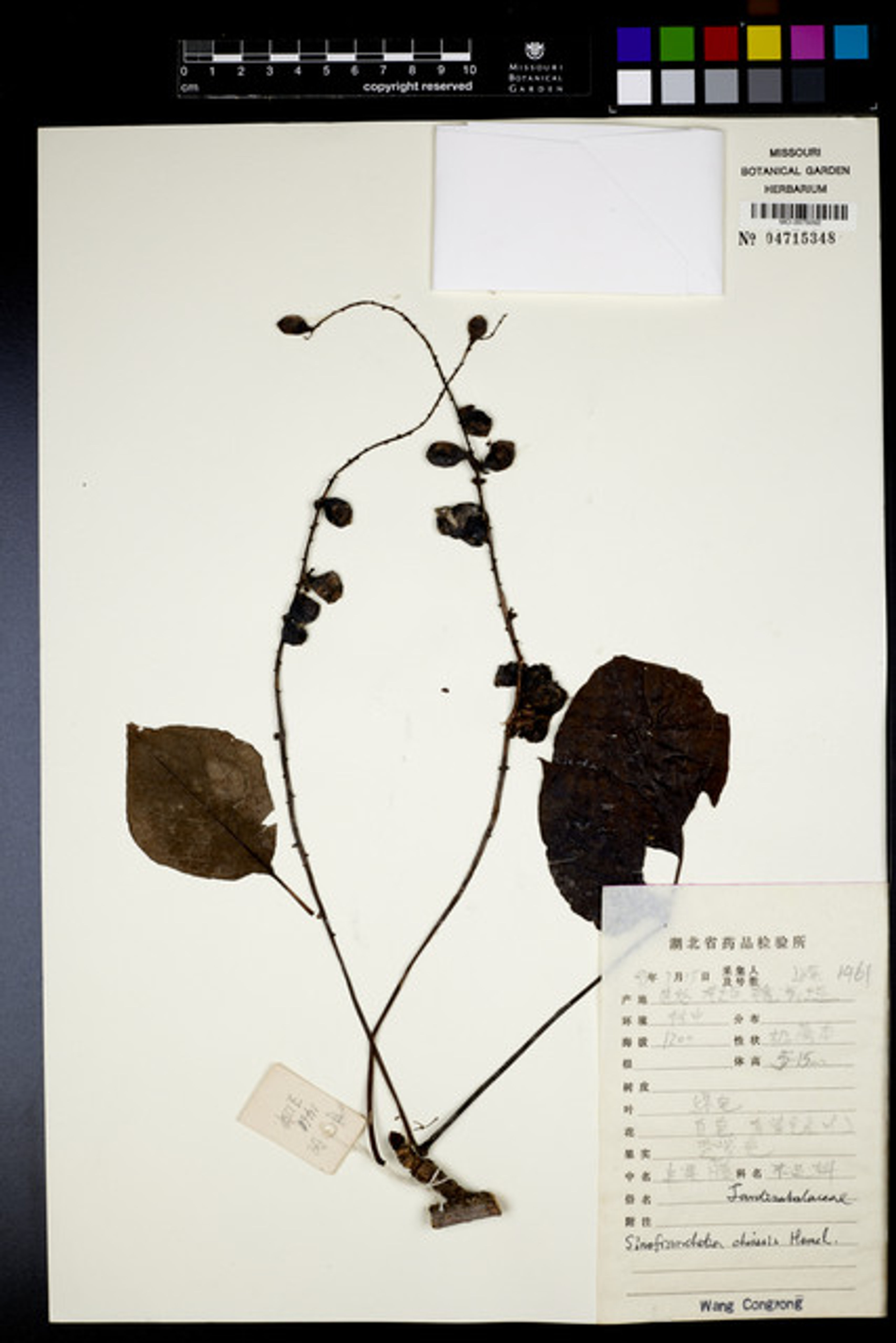 Sinofranchetia chinensis - 19