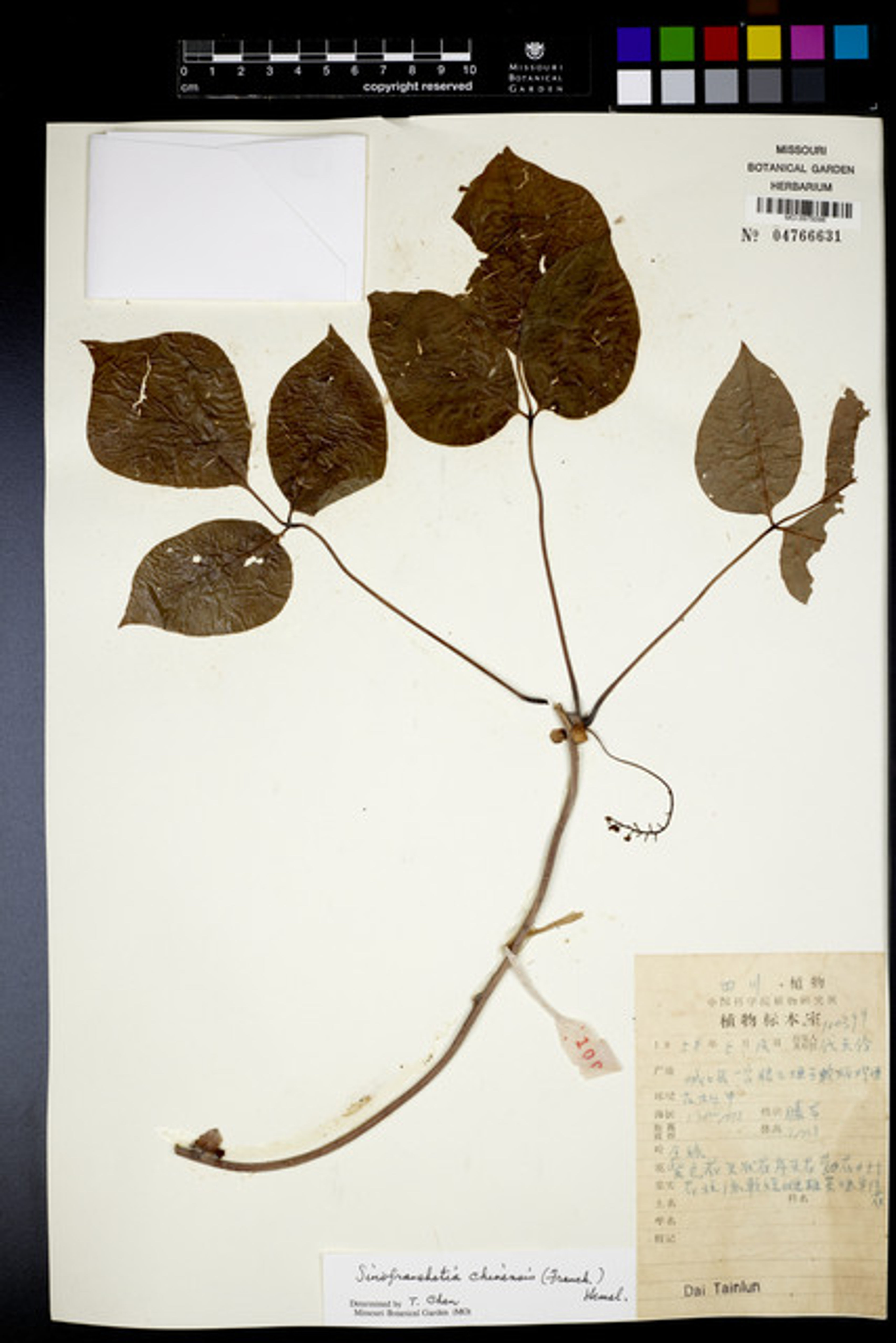 Sinofranchetia chinensis - 20