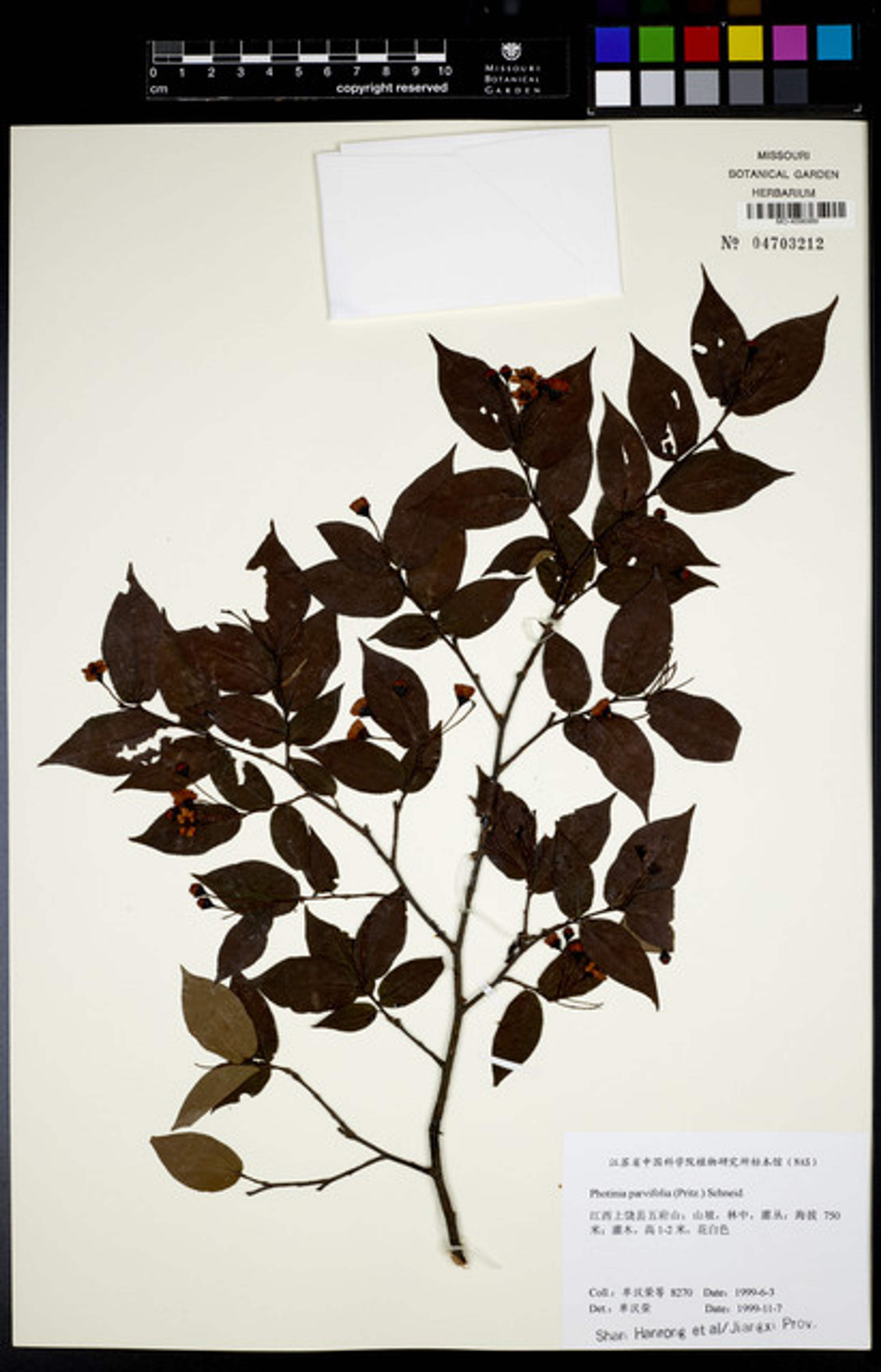 Photinia parvifolia - 13