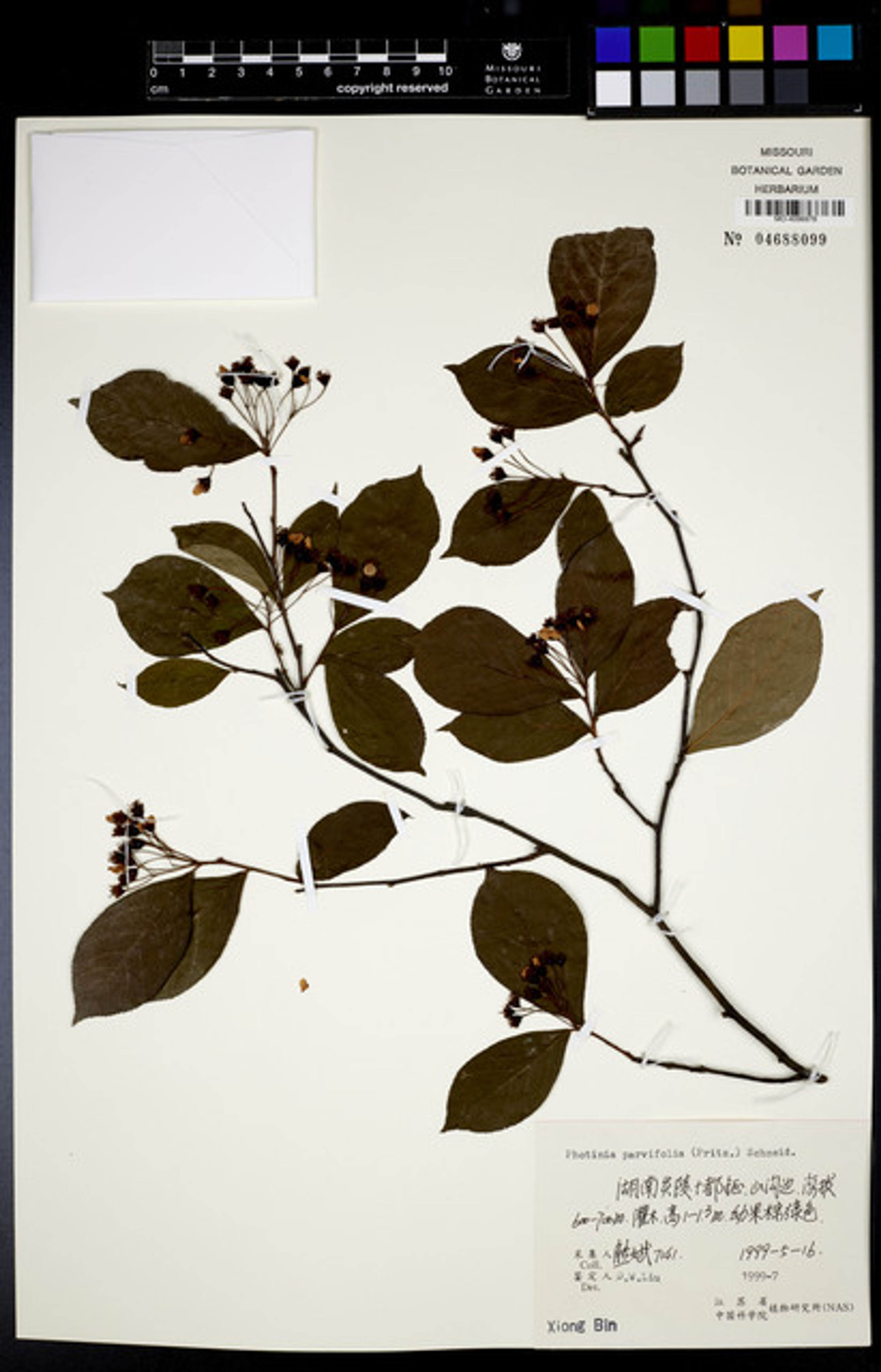 Photinia parvifolia - 52