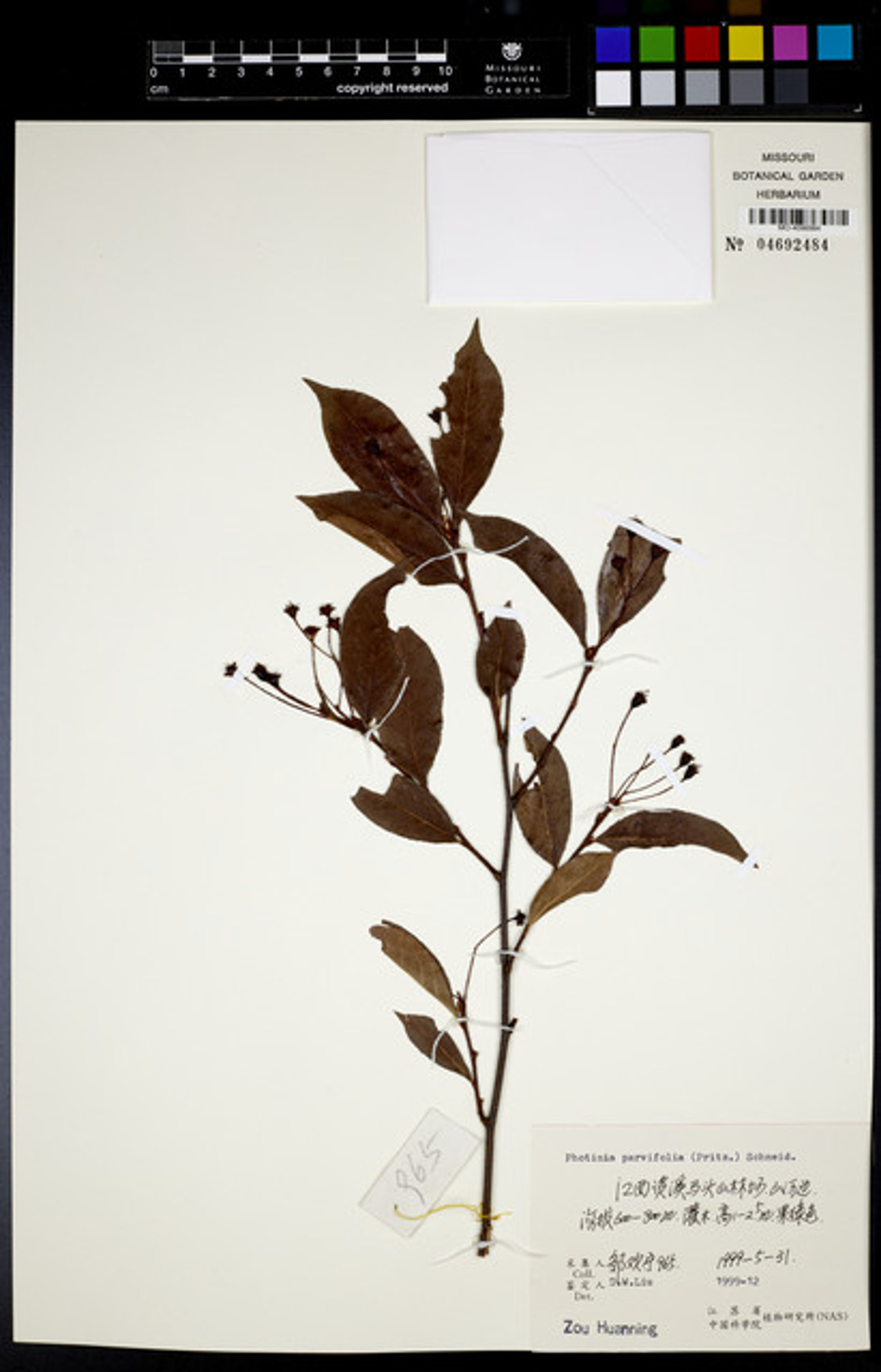 Photinia parvifolia - 54