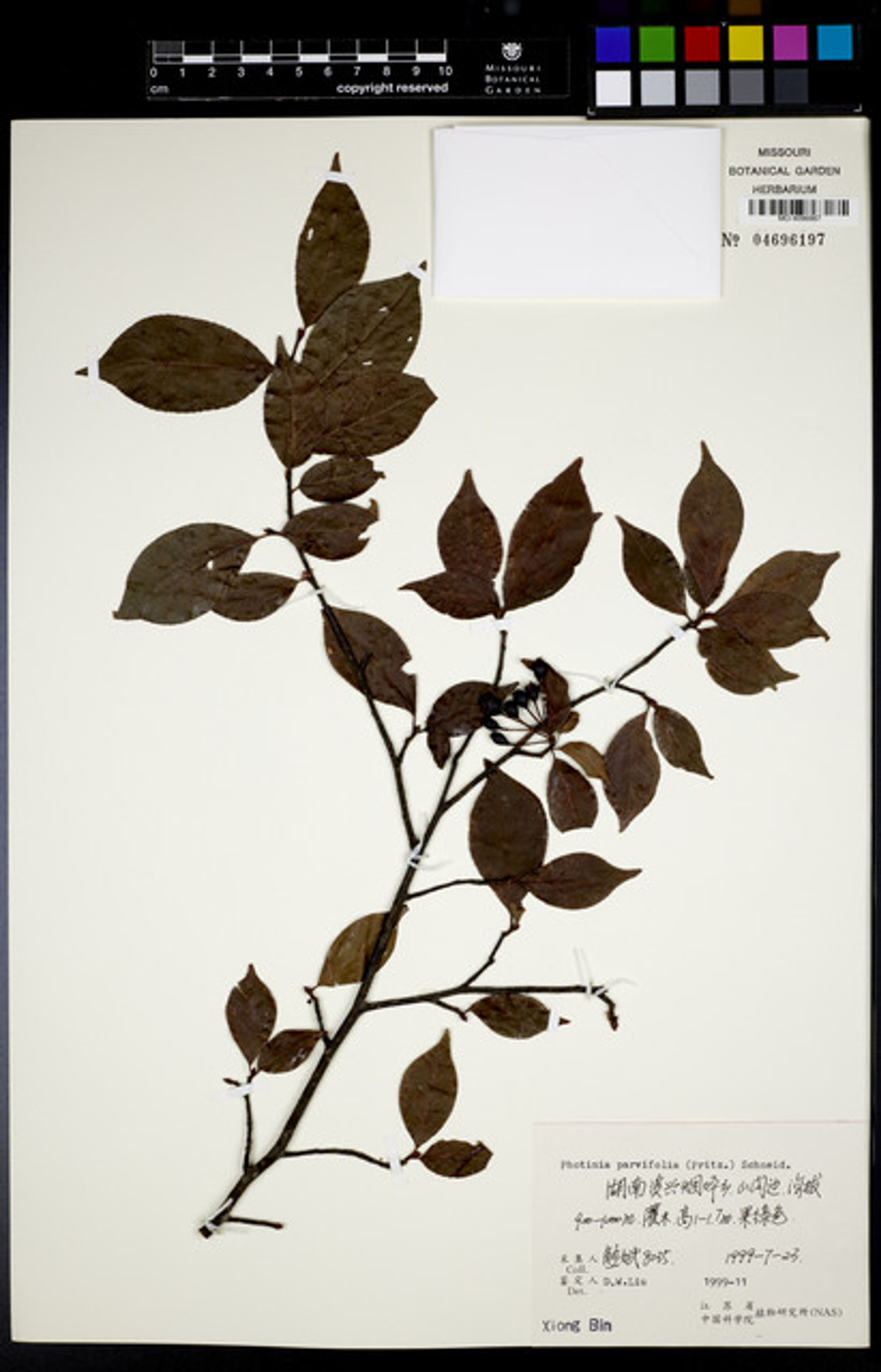 Photinia parvifolia - 82