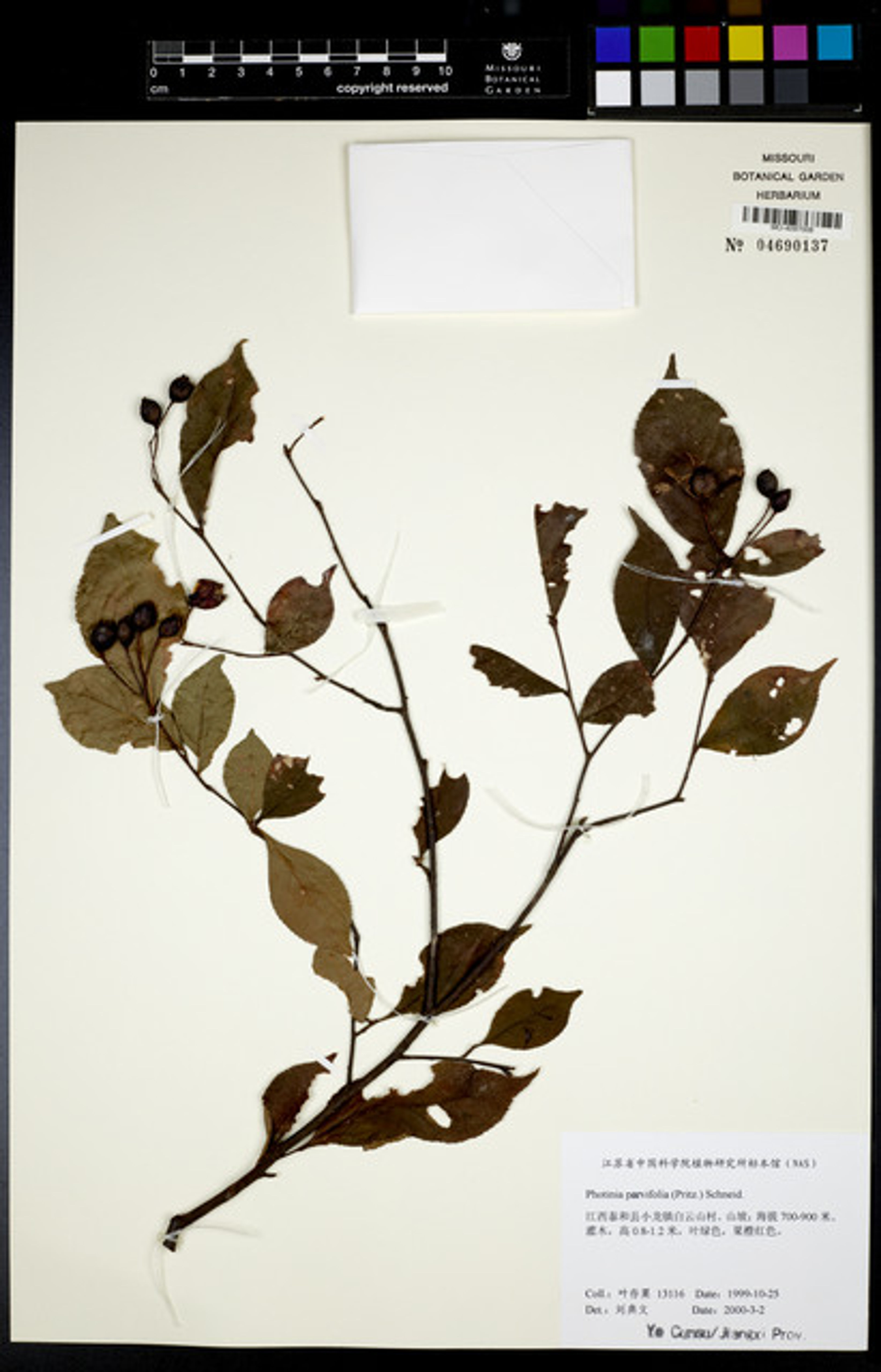 Photinia parvifolia - 14