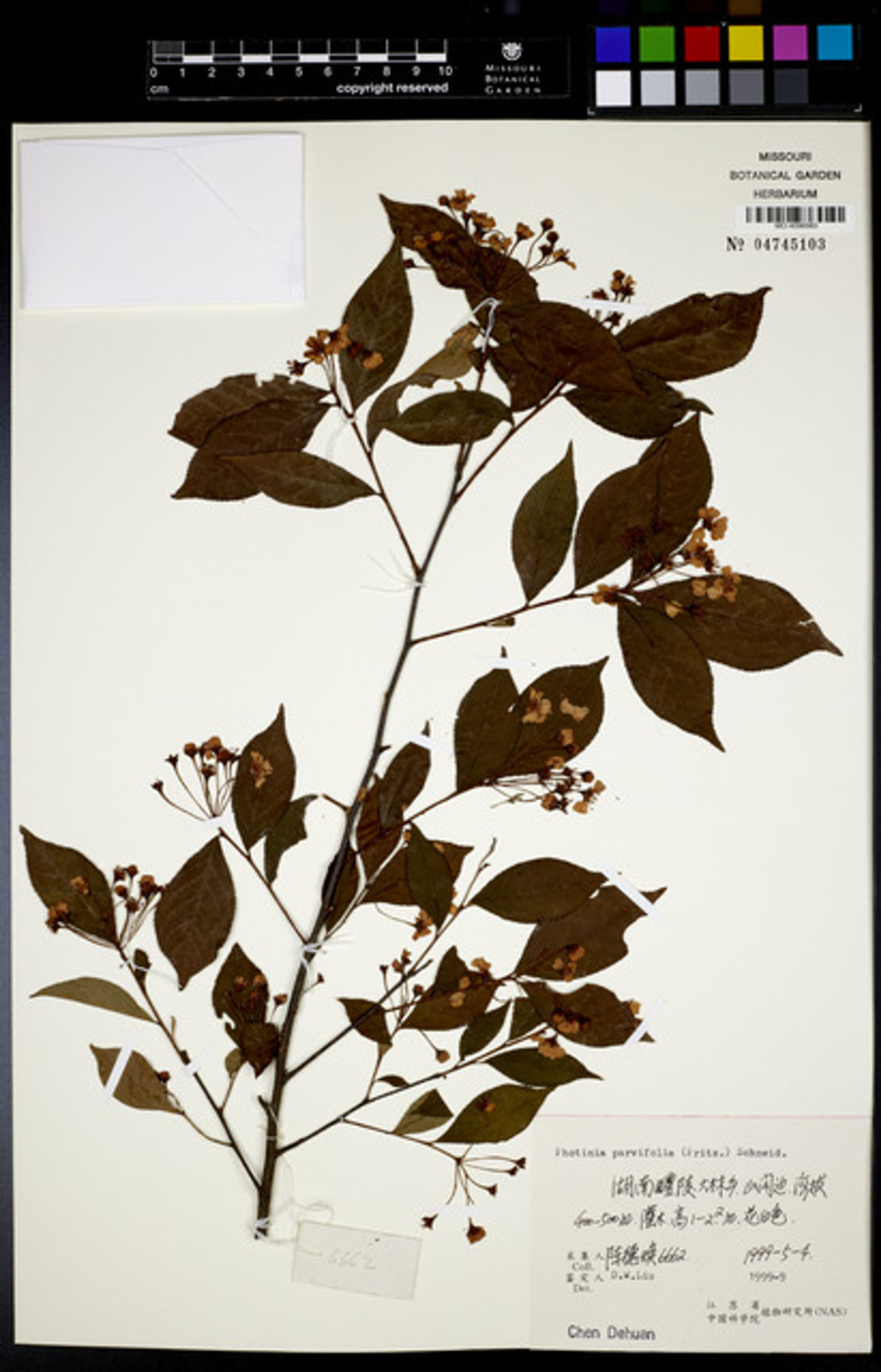 Photinia parvifolia - 30