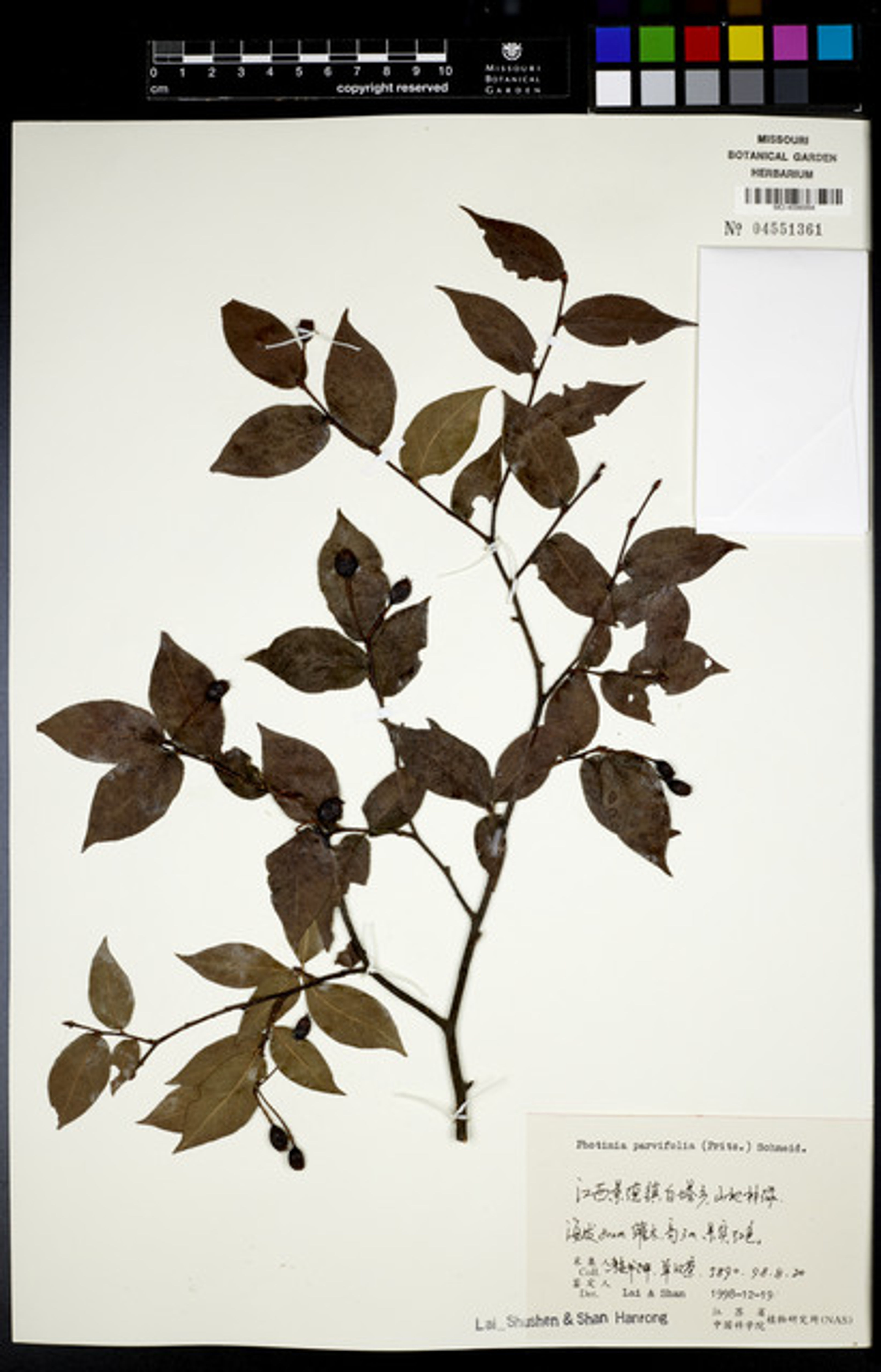 Photinia parvifolia - 89