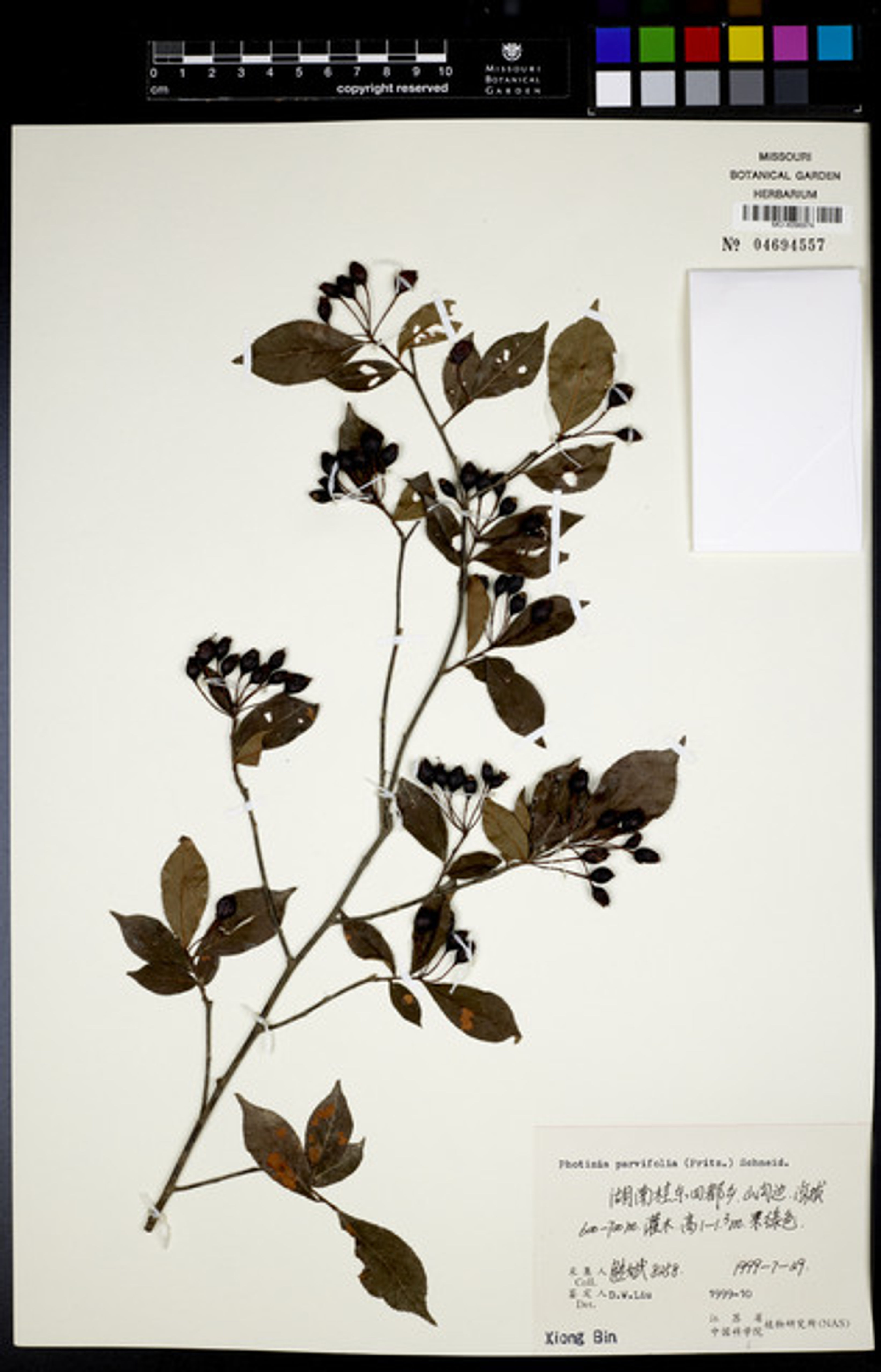 Photinia parvifolia - 103
