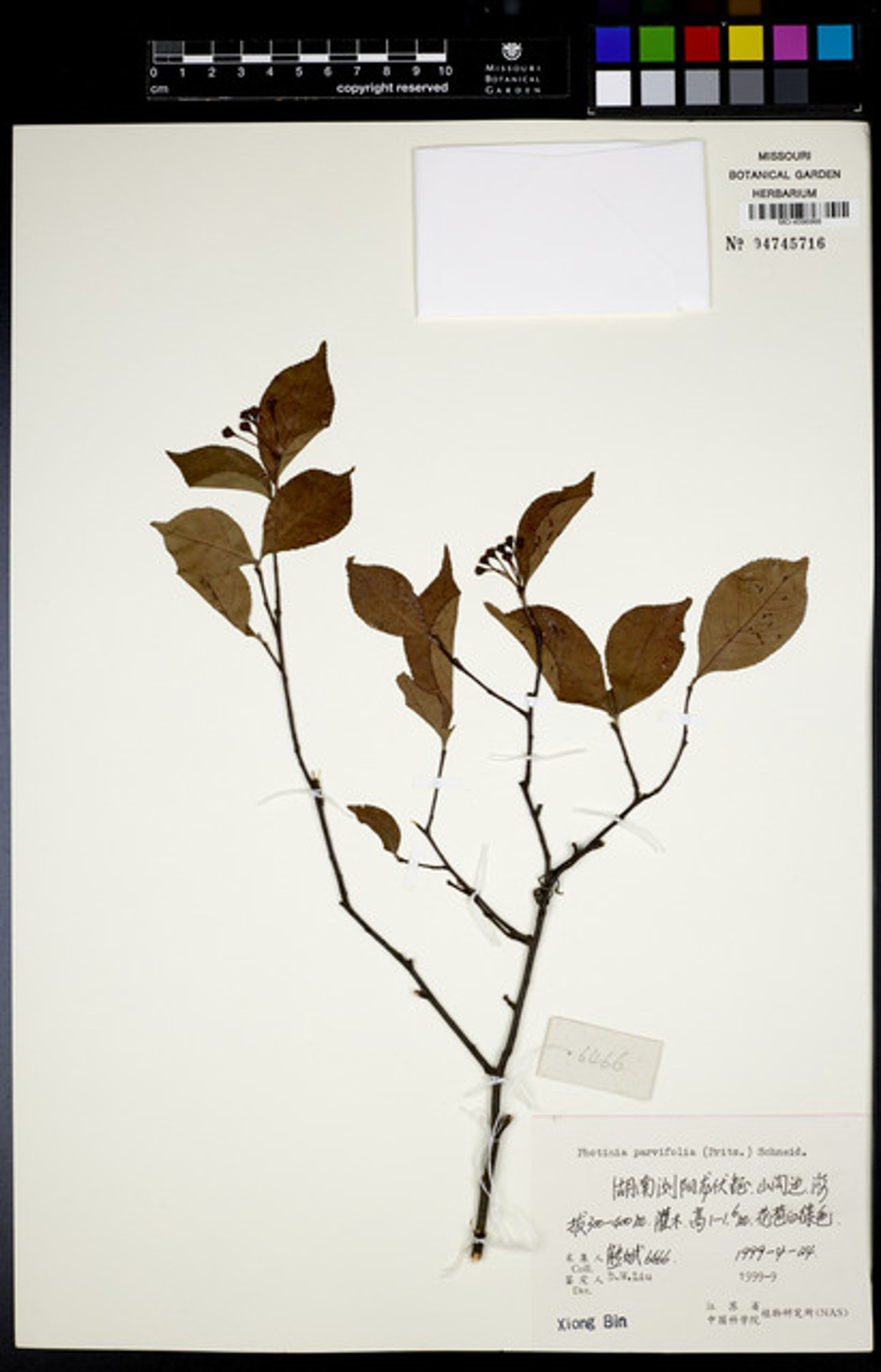 Photinia parvifolia - 112