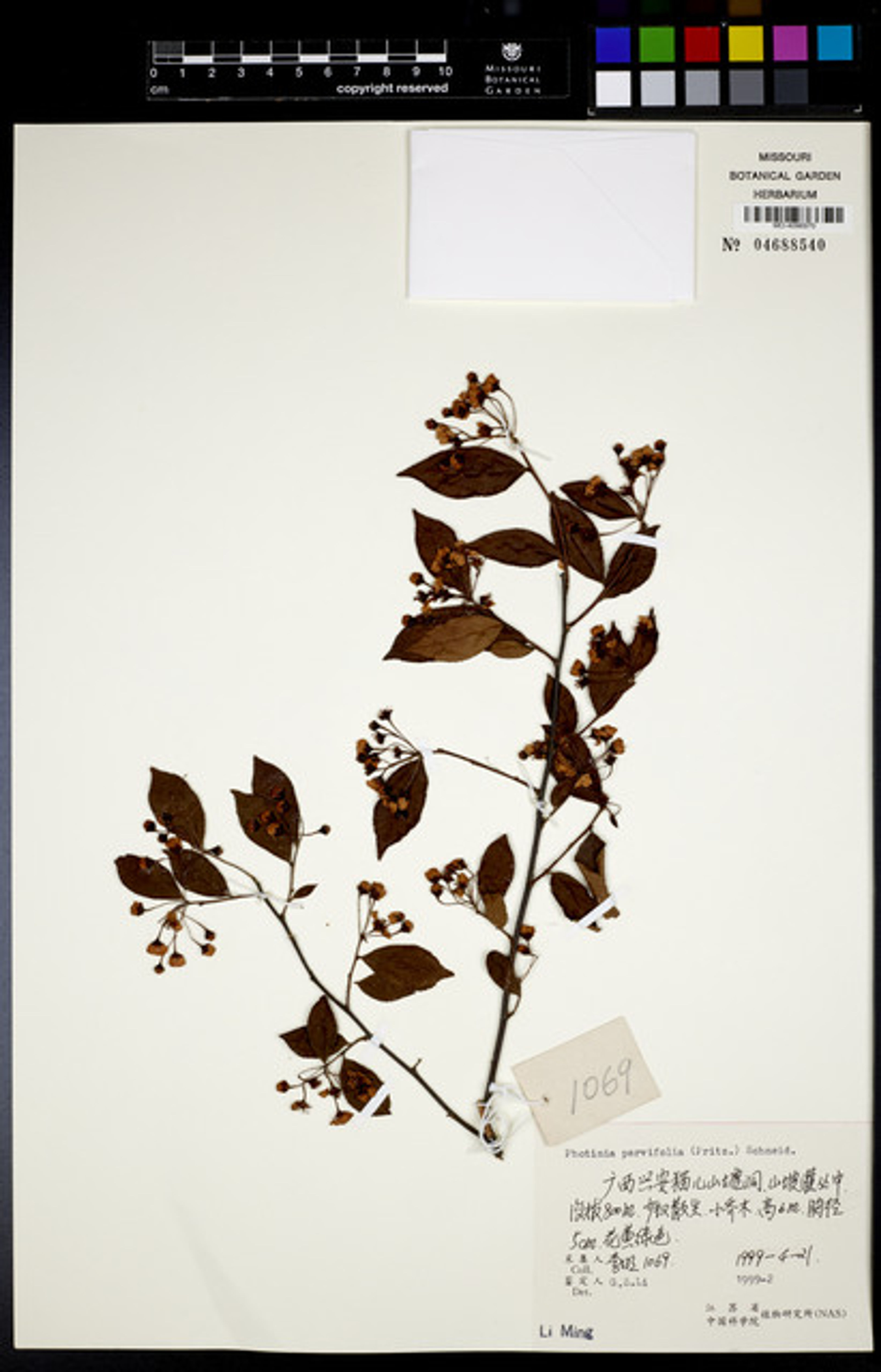 Photinia parvifolia - 92