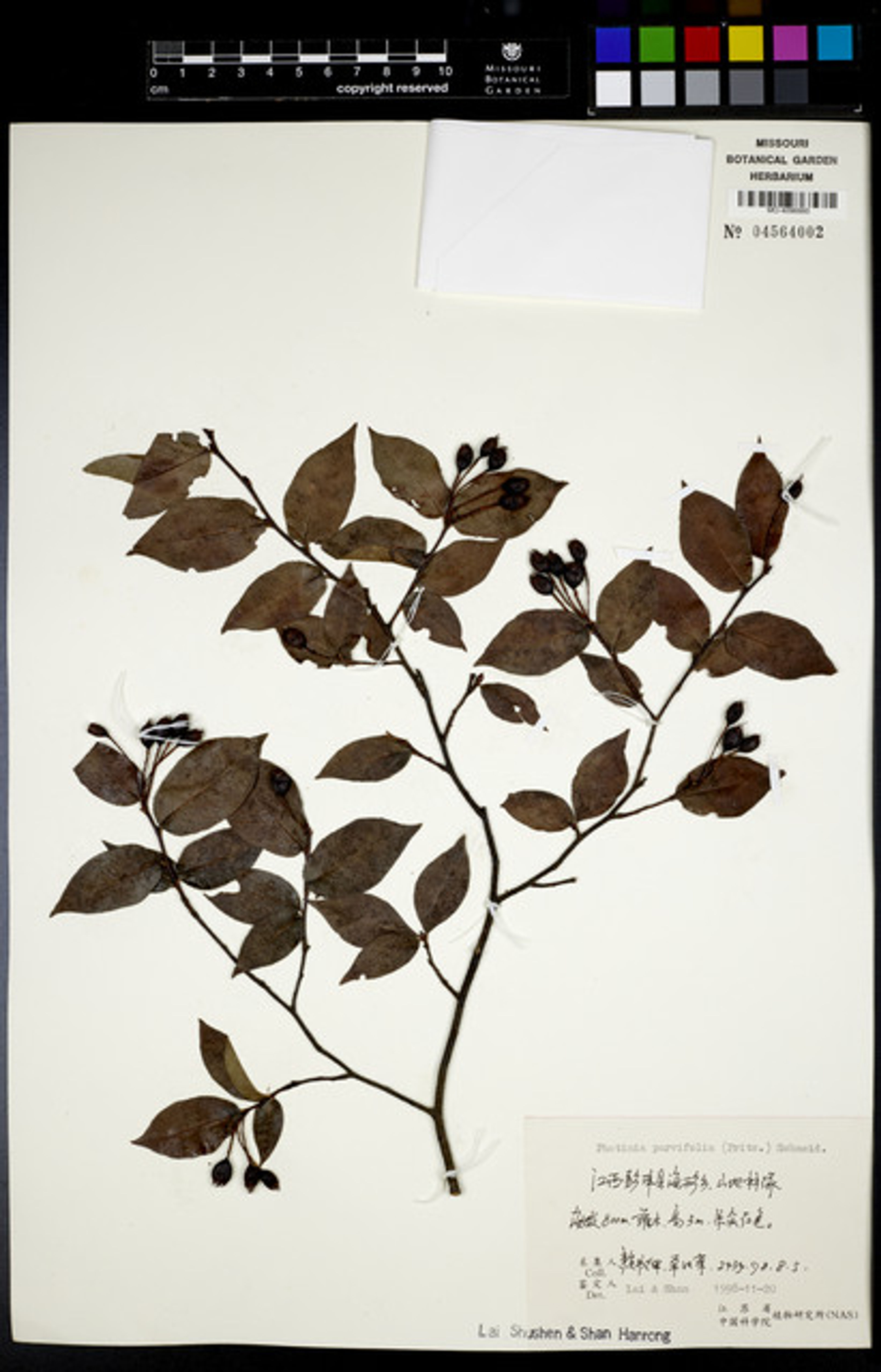 Photinia parvifolia - 48