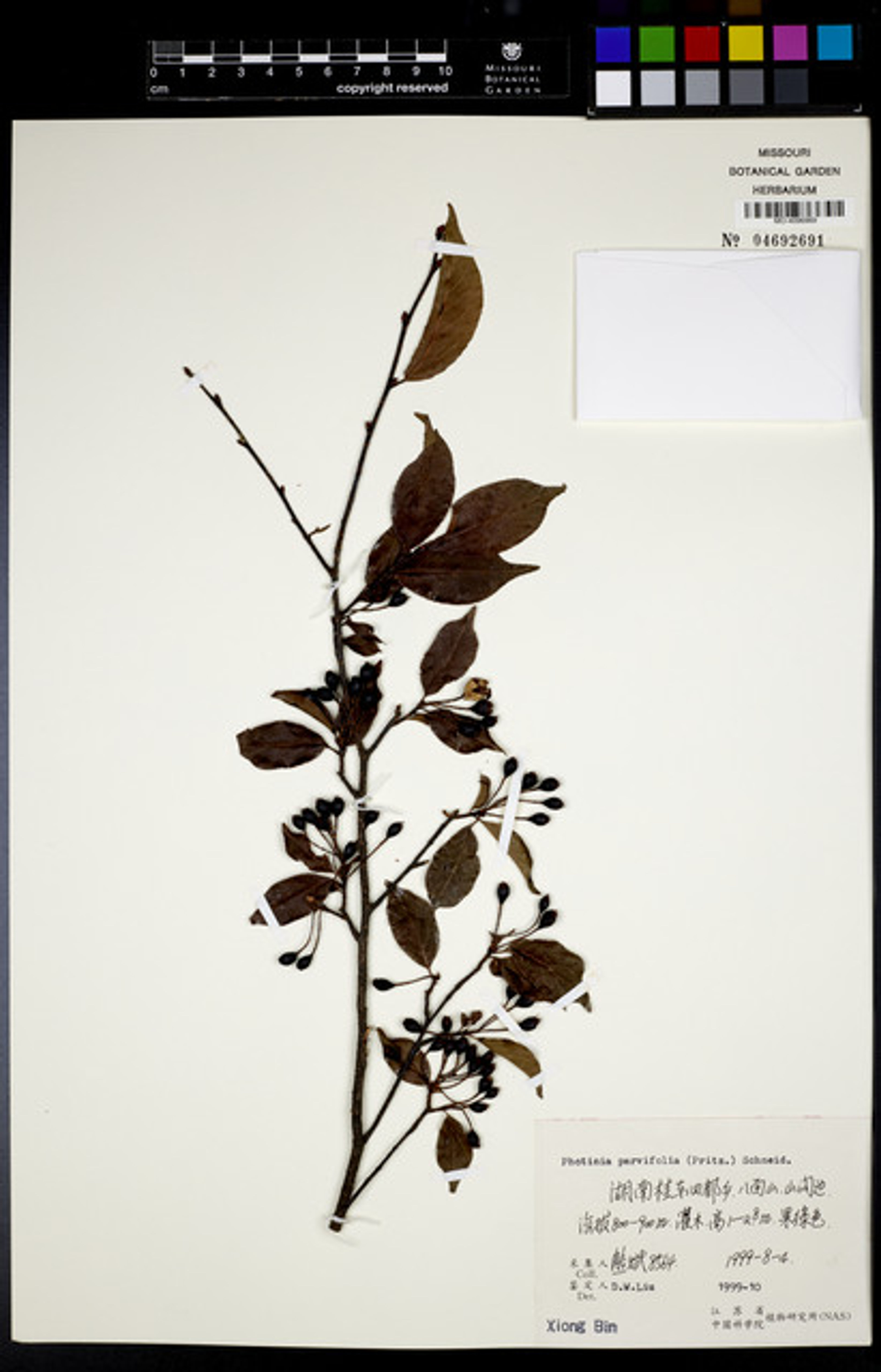 Photinia parvifolia - 44
