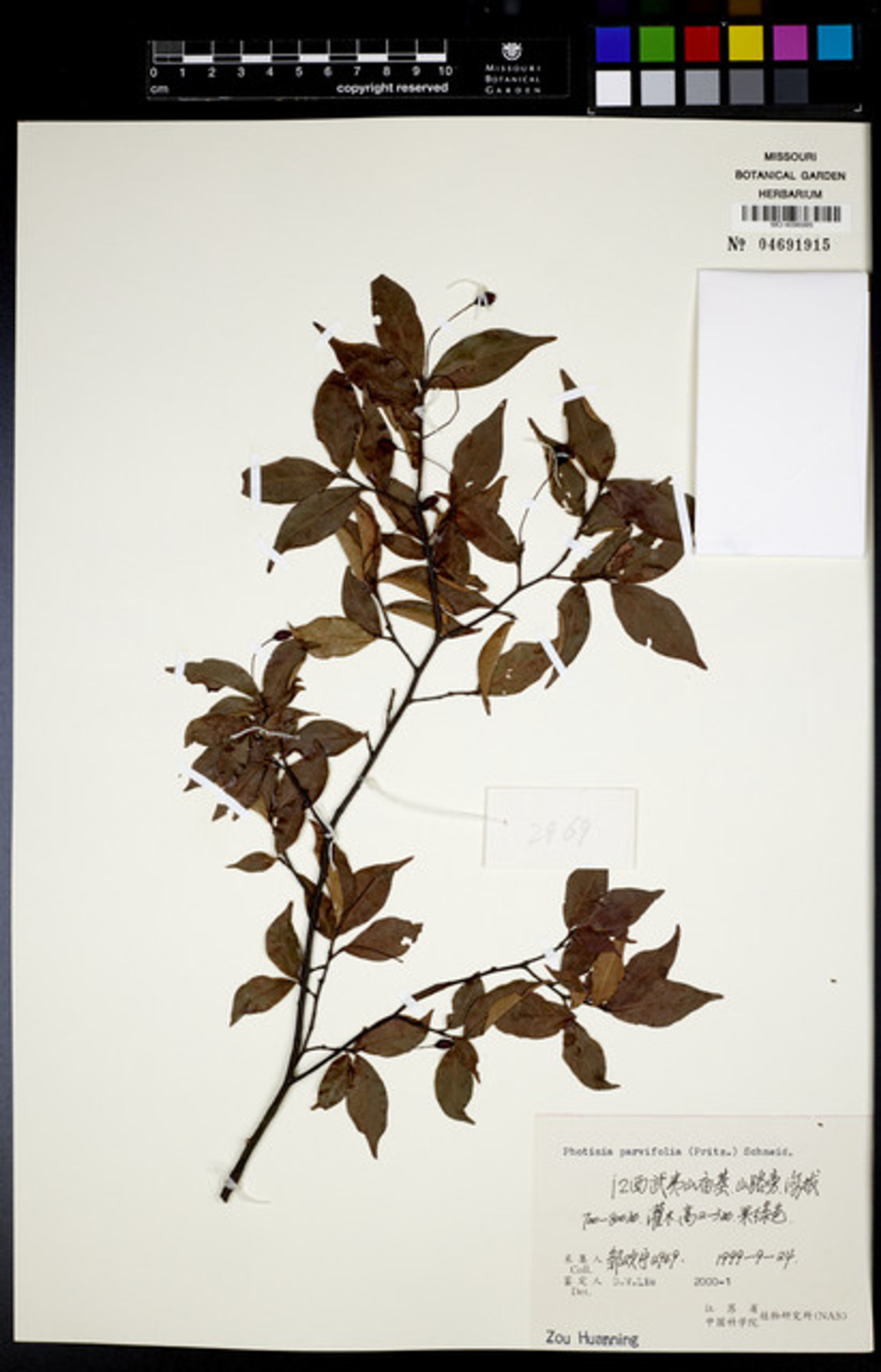 Photinia parvifolia - 96