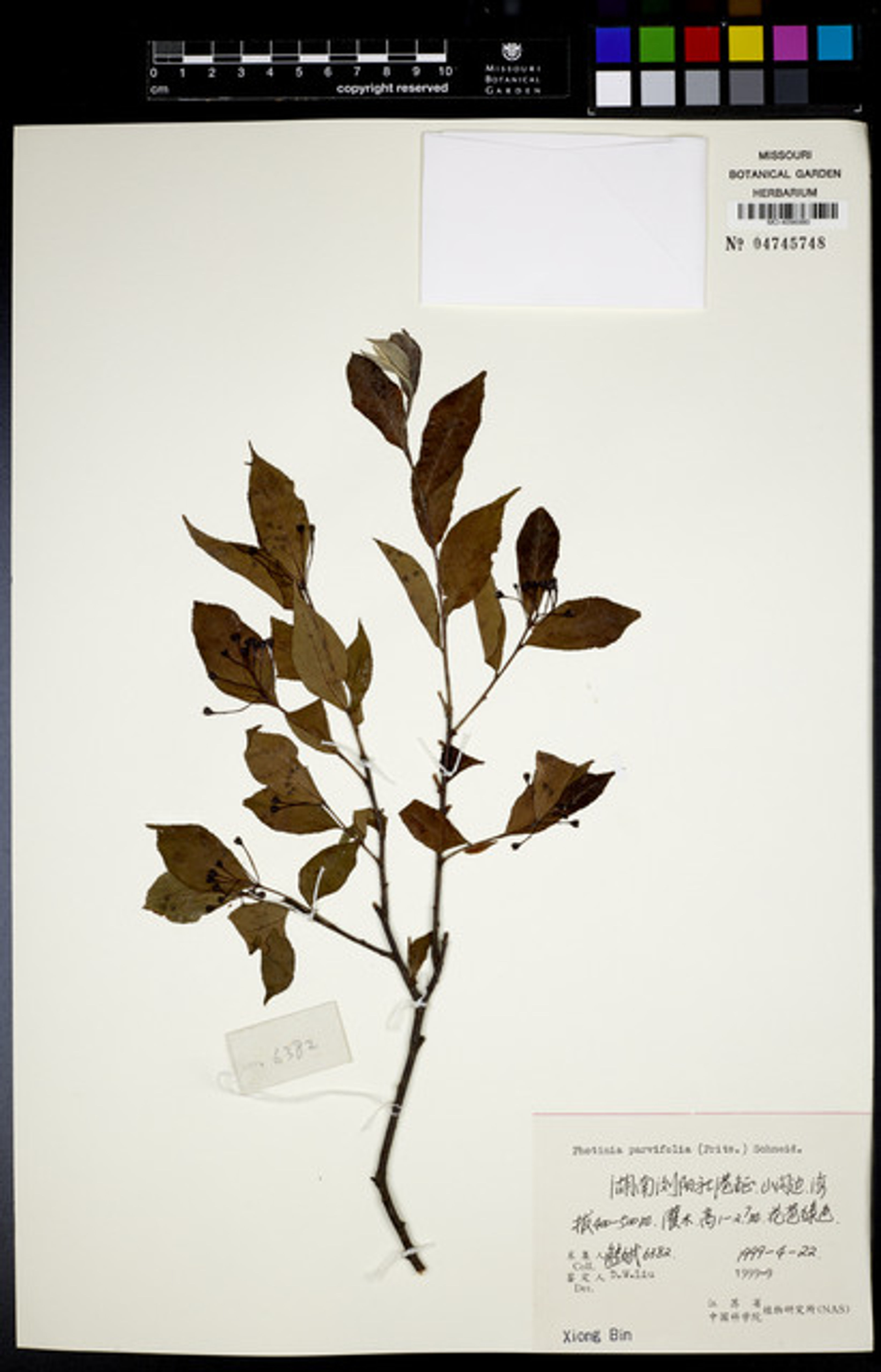 Photinia parvifolia - 4
