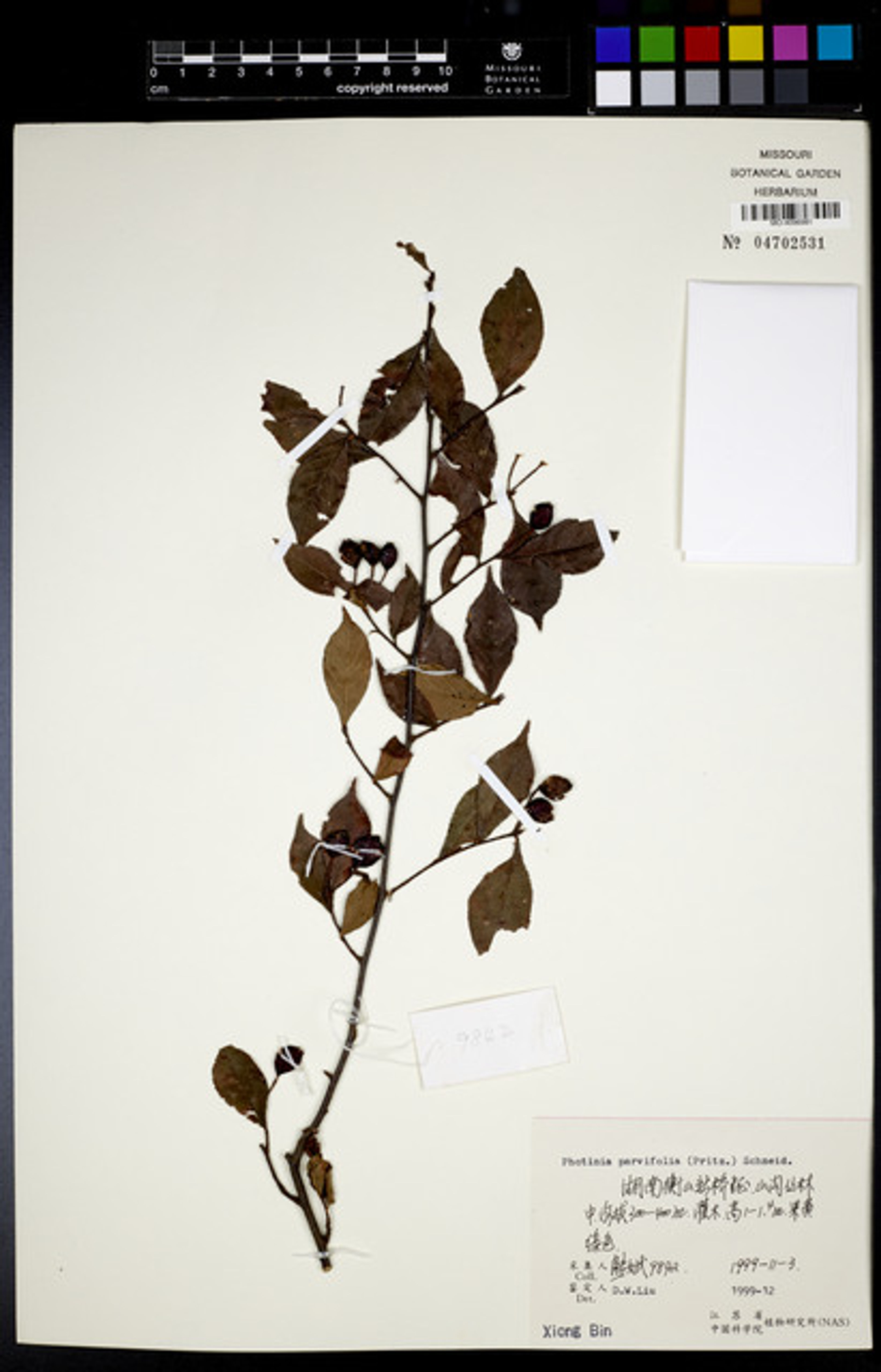 Photinia parvifolia - 58