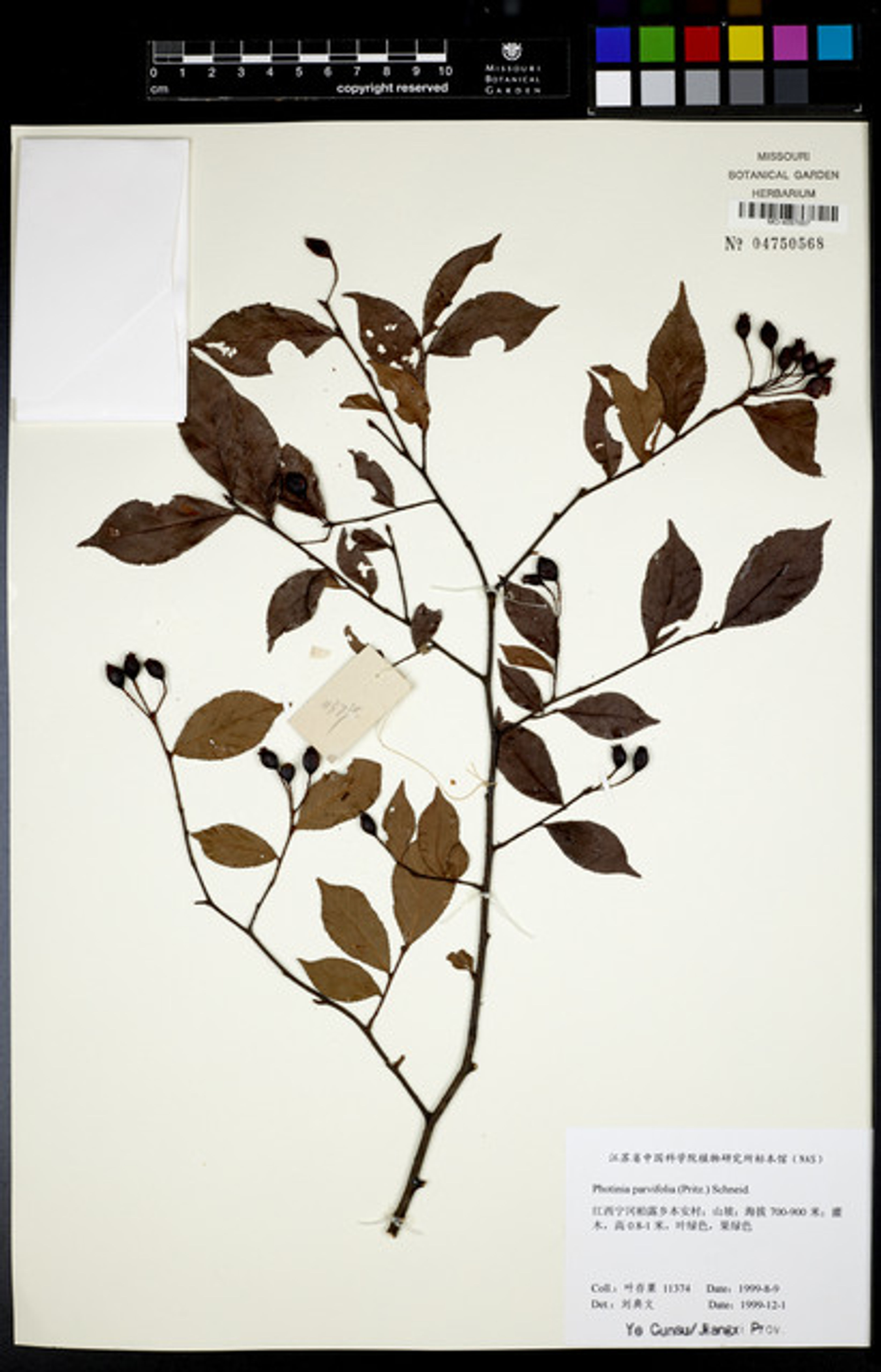 Photinia parvifolia - 35