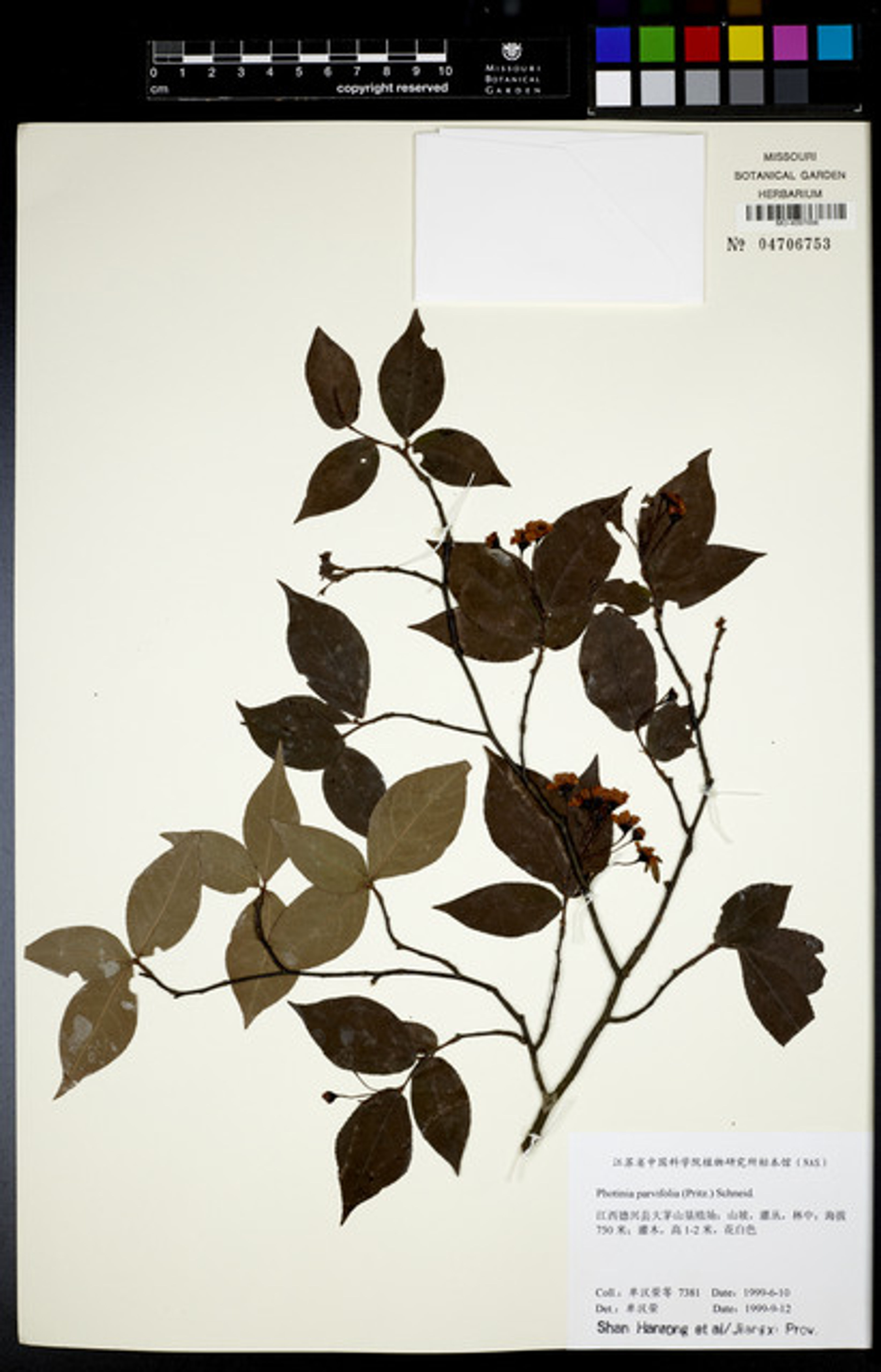 Photinia parvifolia - 5