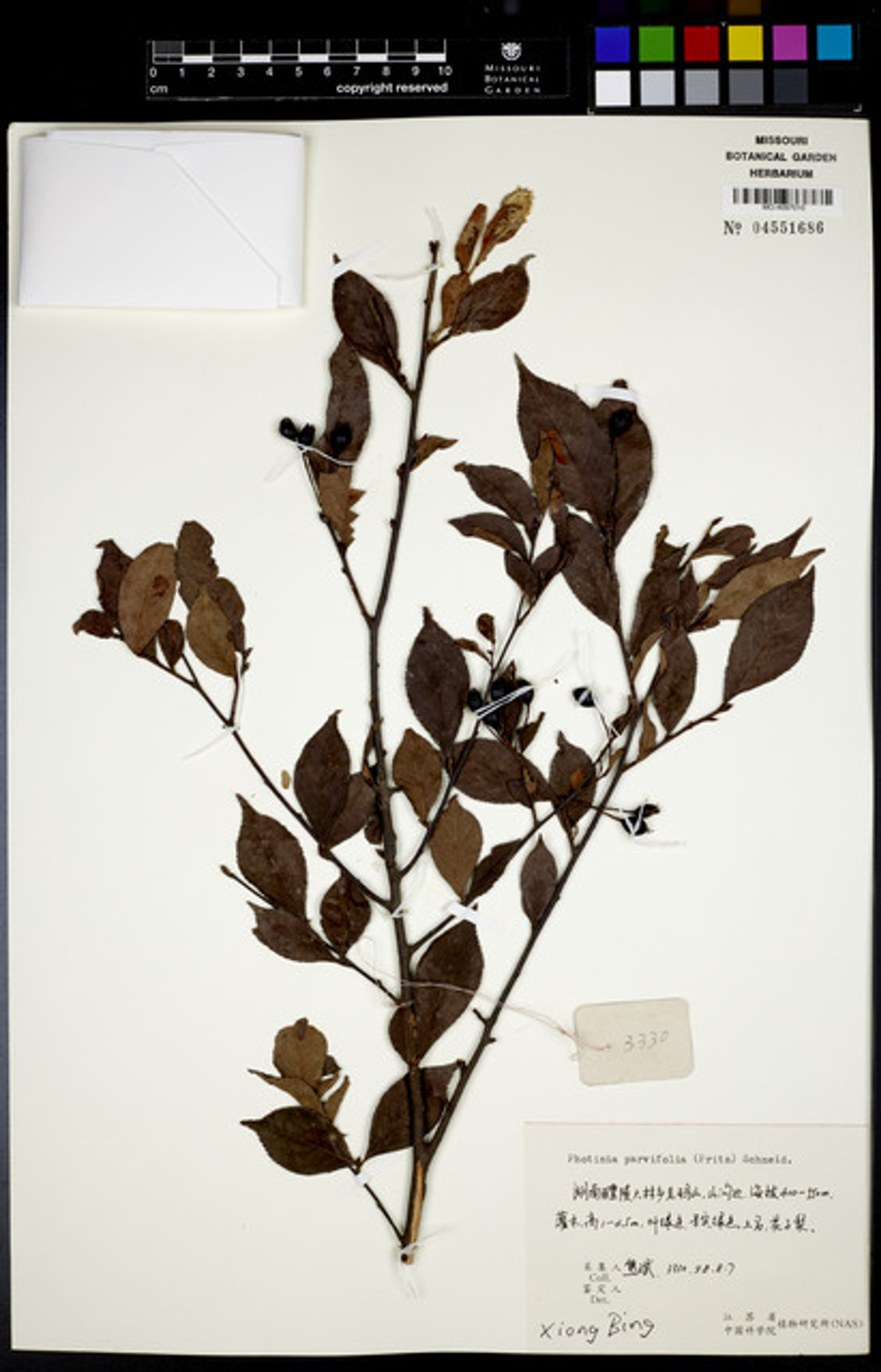 Photinia parvifolia - 74