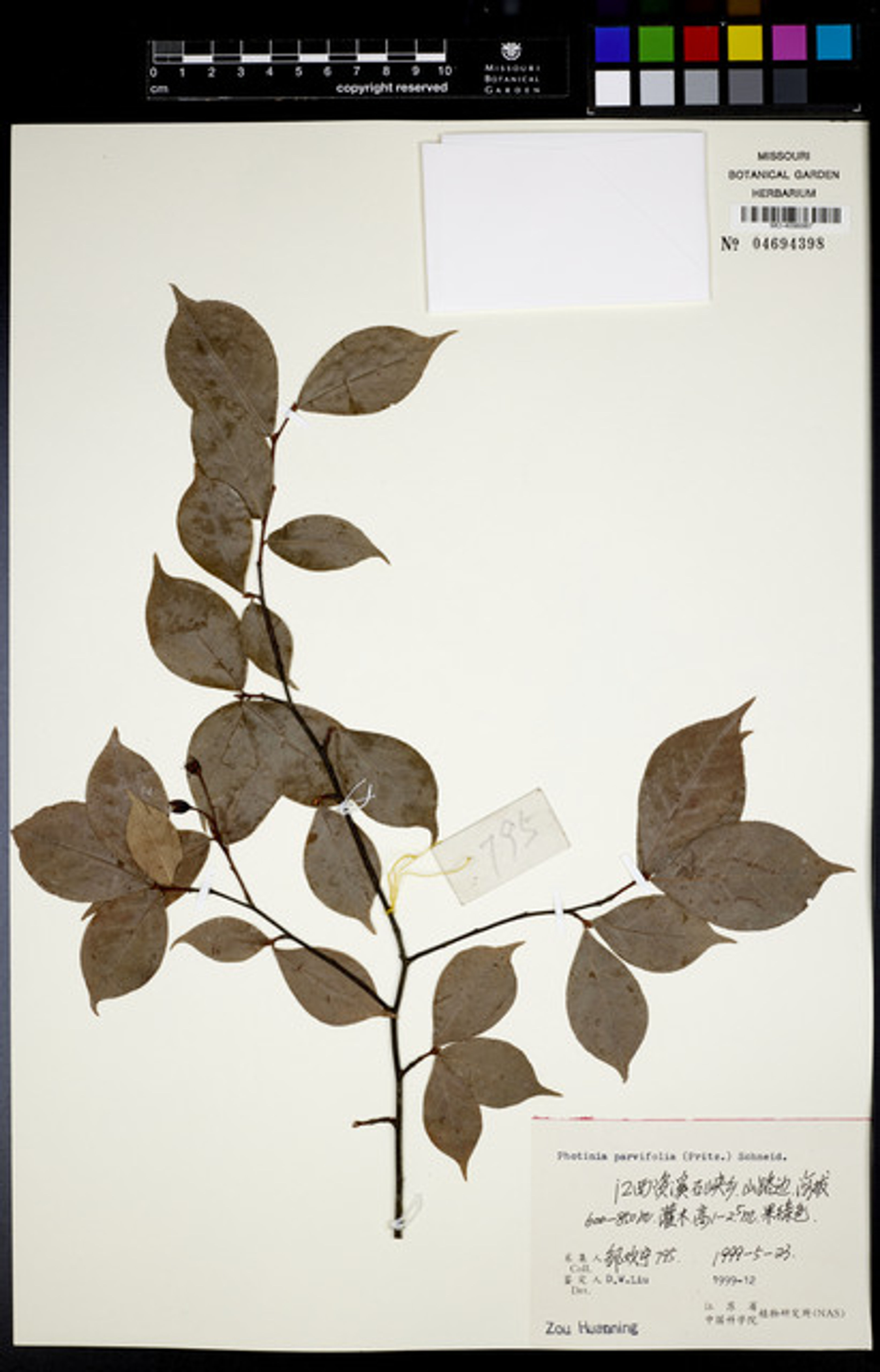 Photinia parvifolia - 18