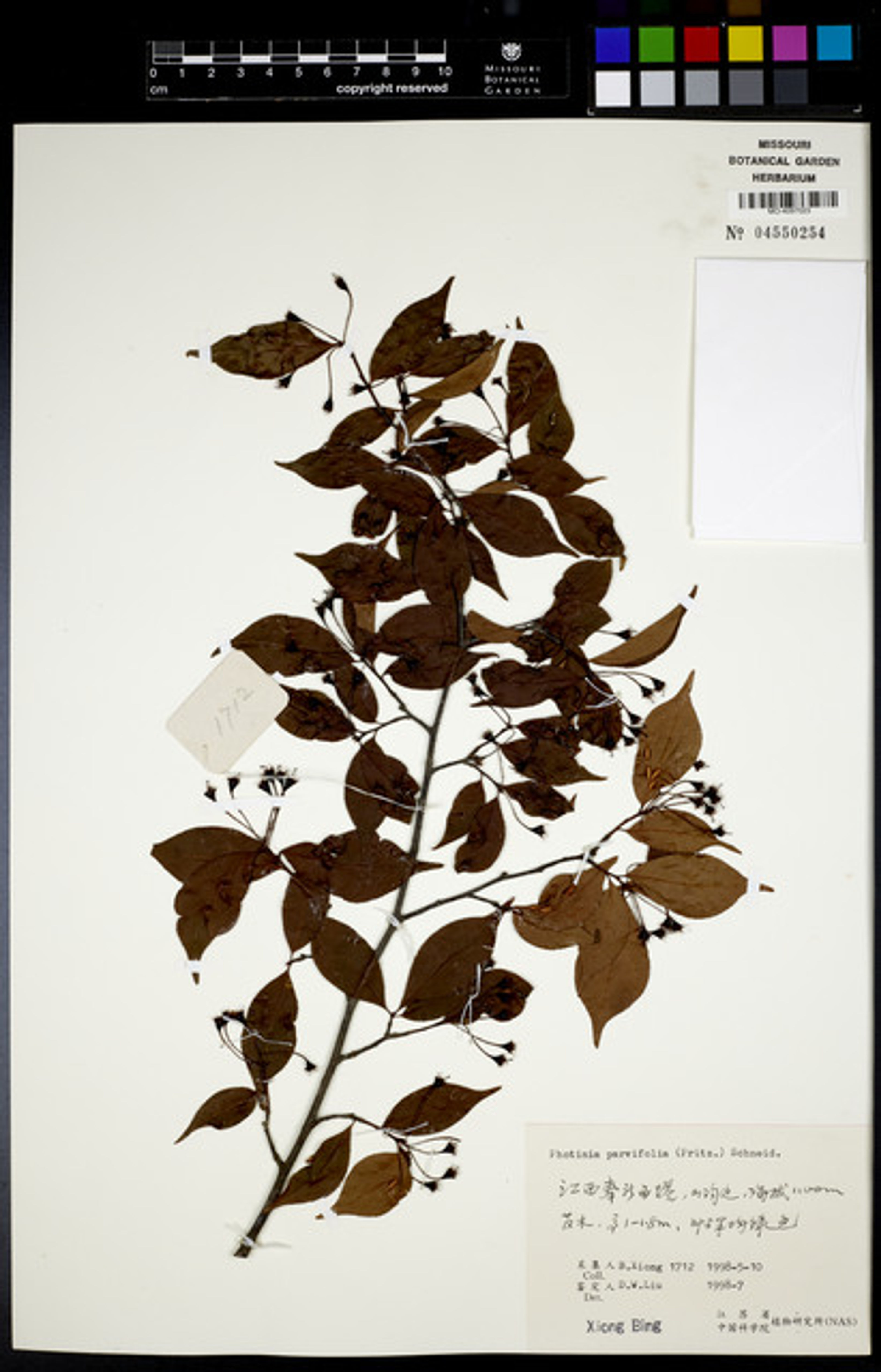 Photinia parvifolia - 75