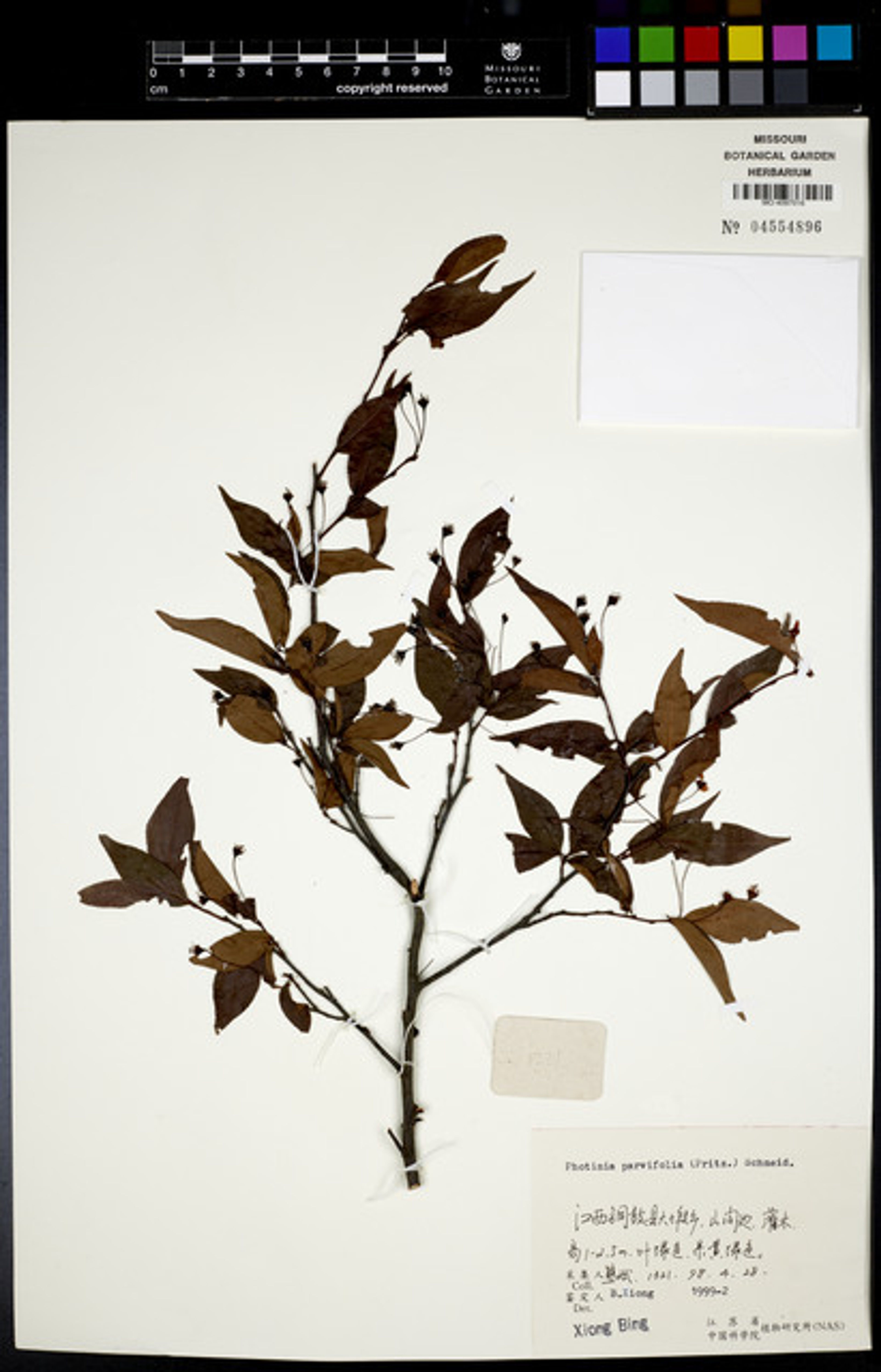 Photinia parvifolia - 99