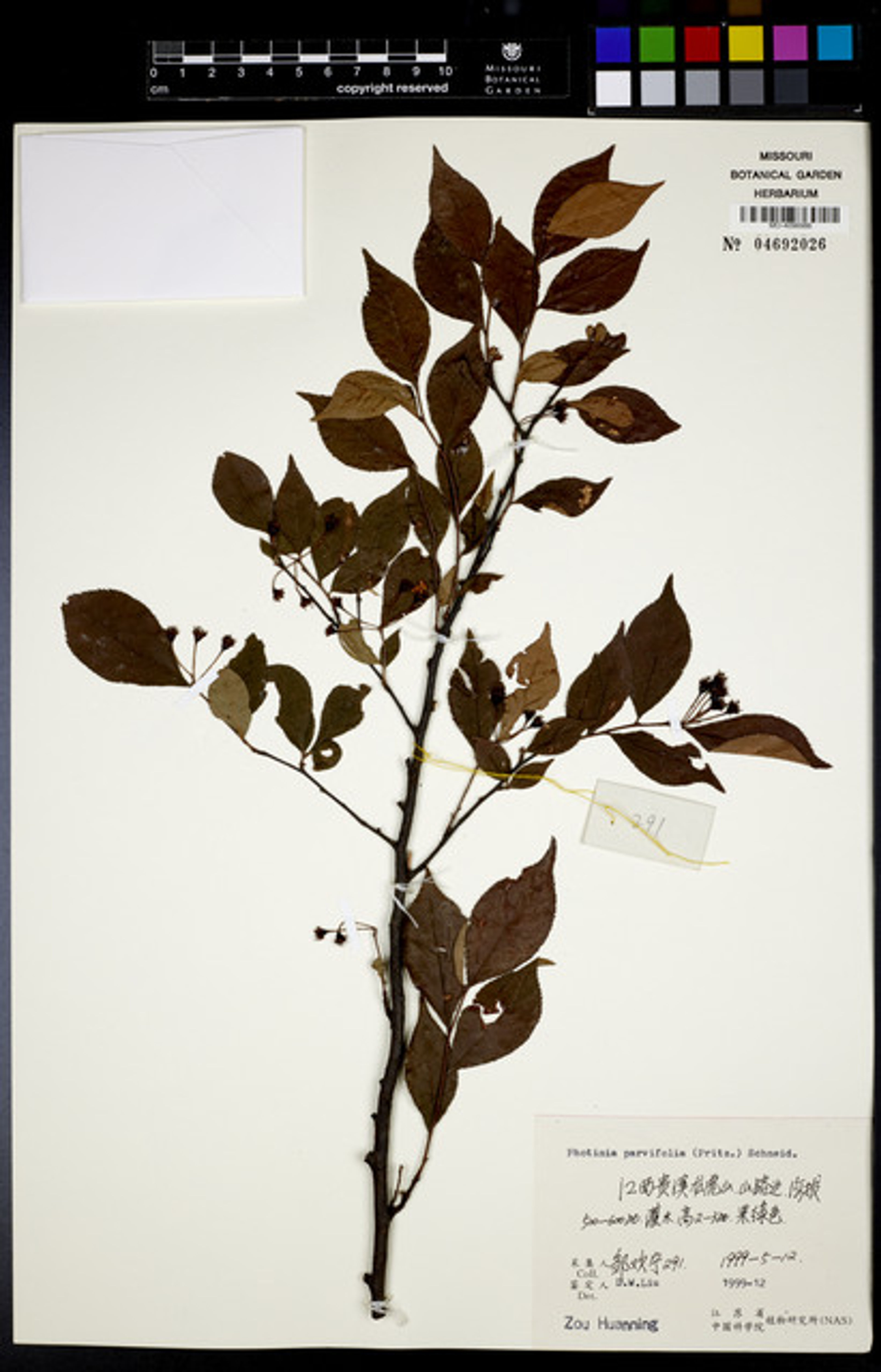 Photinia parvifolia - 53