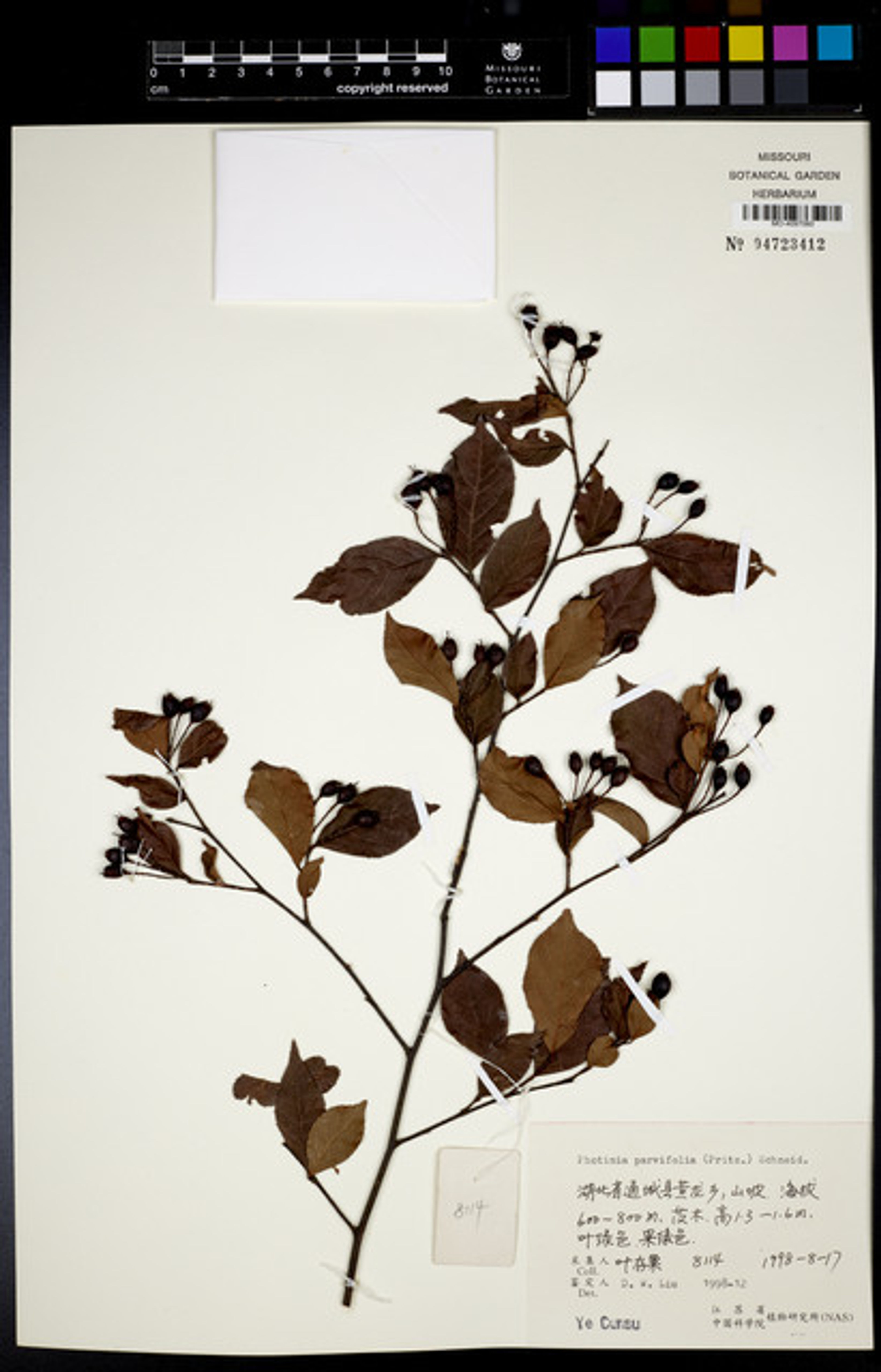 Photinia parvifolia - 70