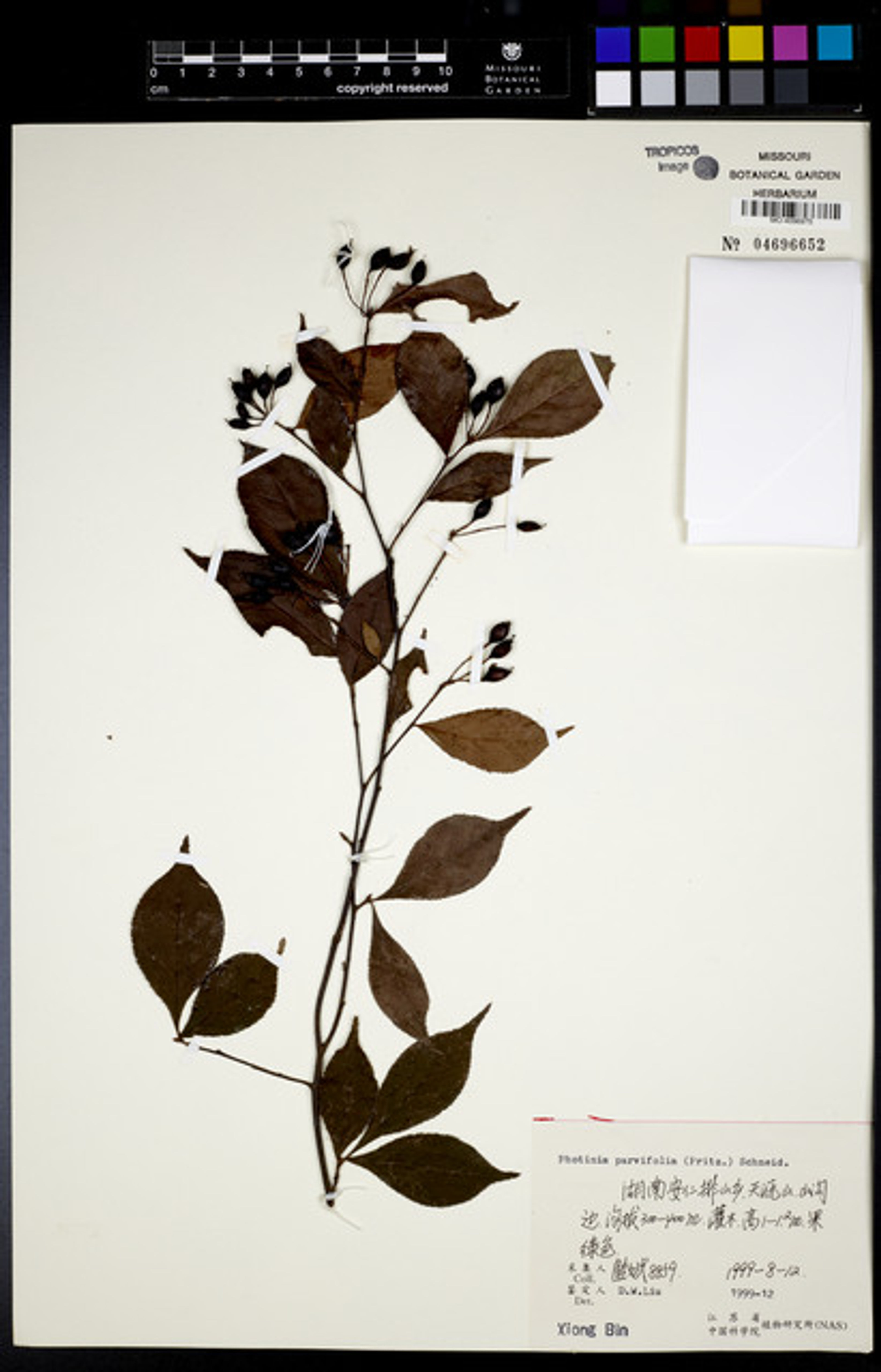 Photinia parvifolia - 95