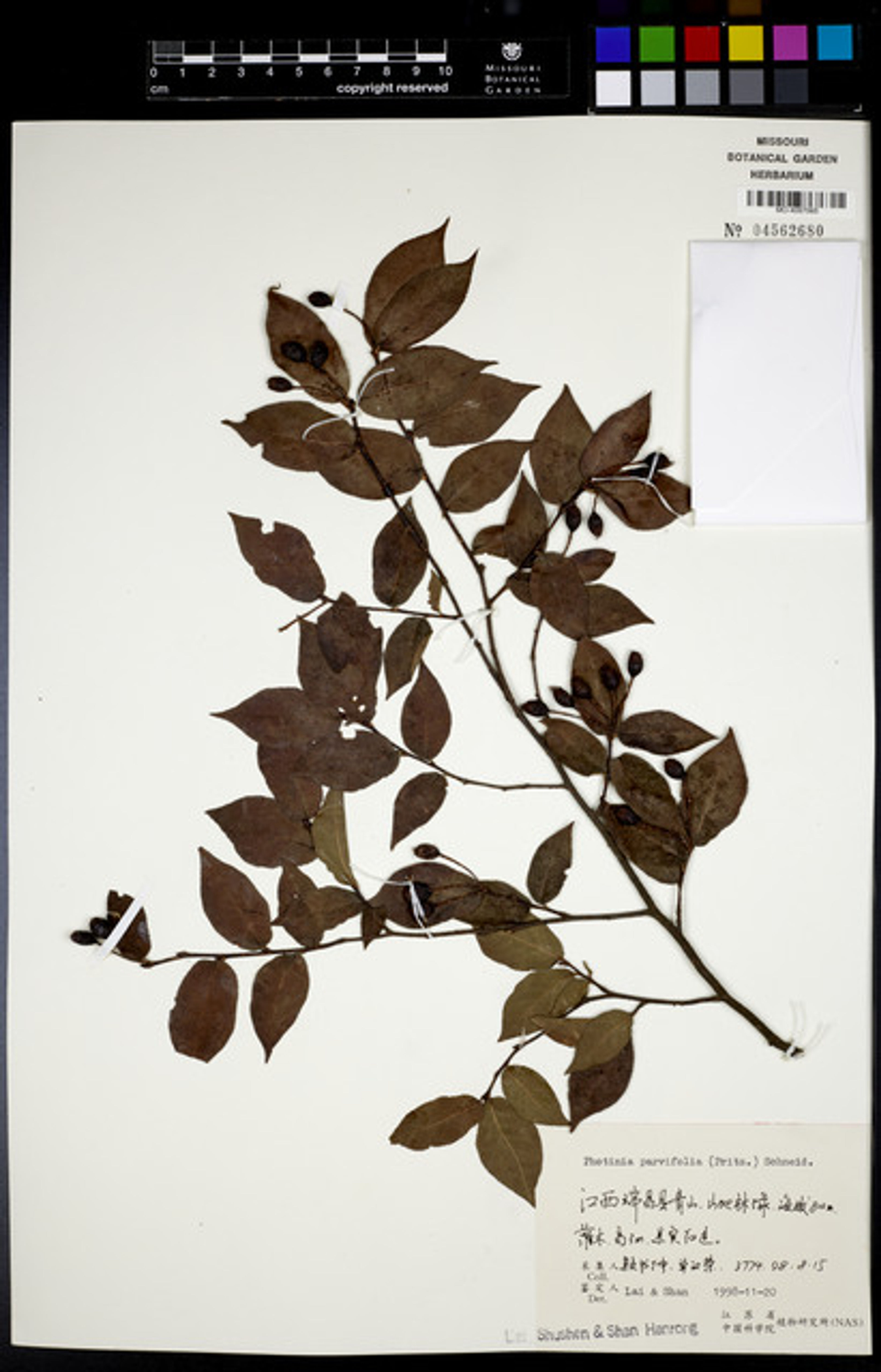 Photinia parvifolia - 31