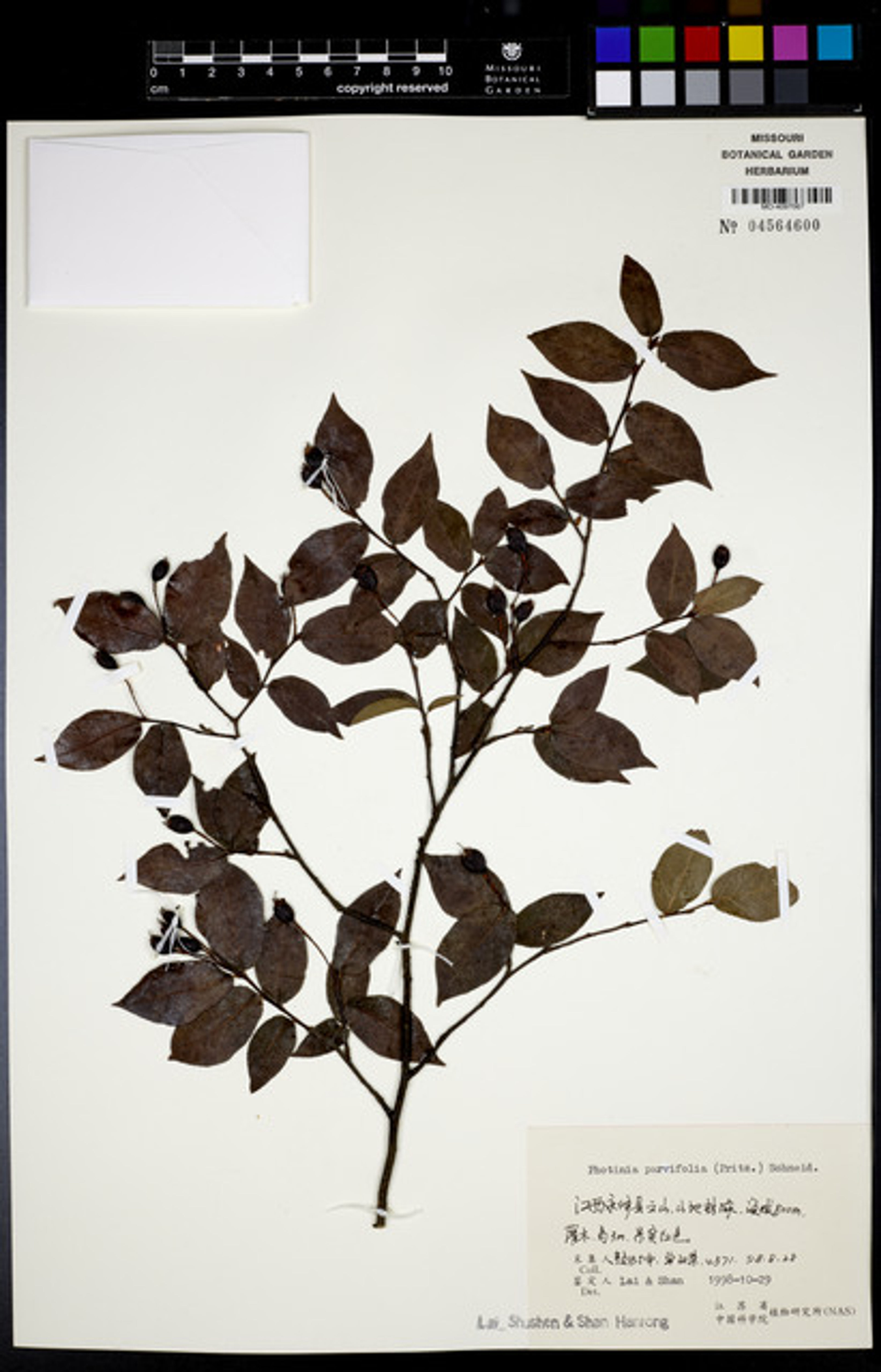 Photinia parvifolia - 7