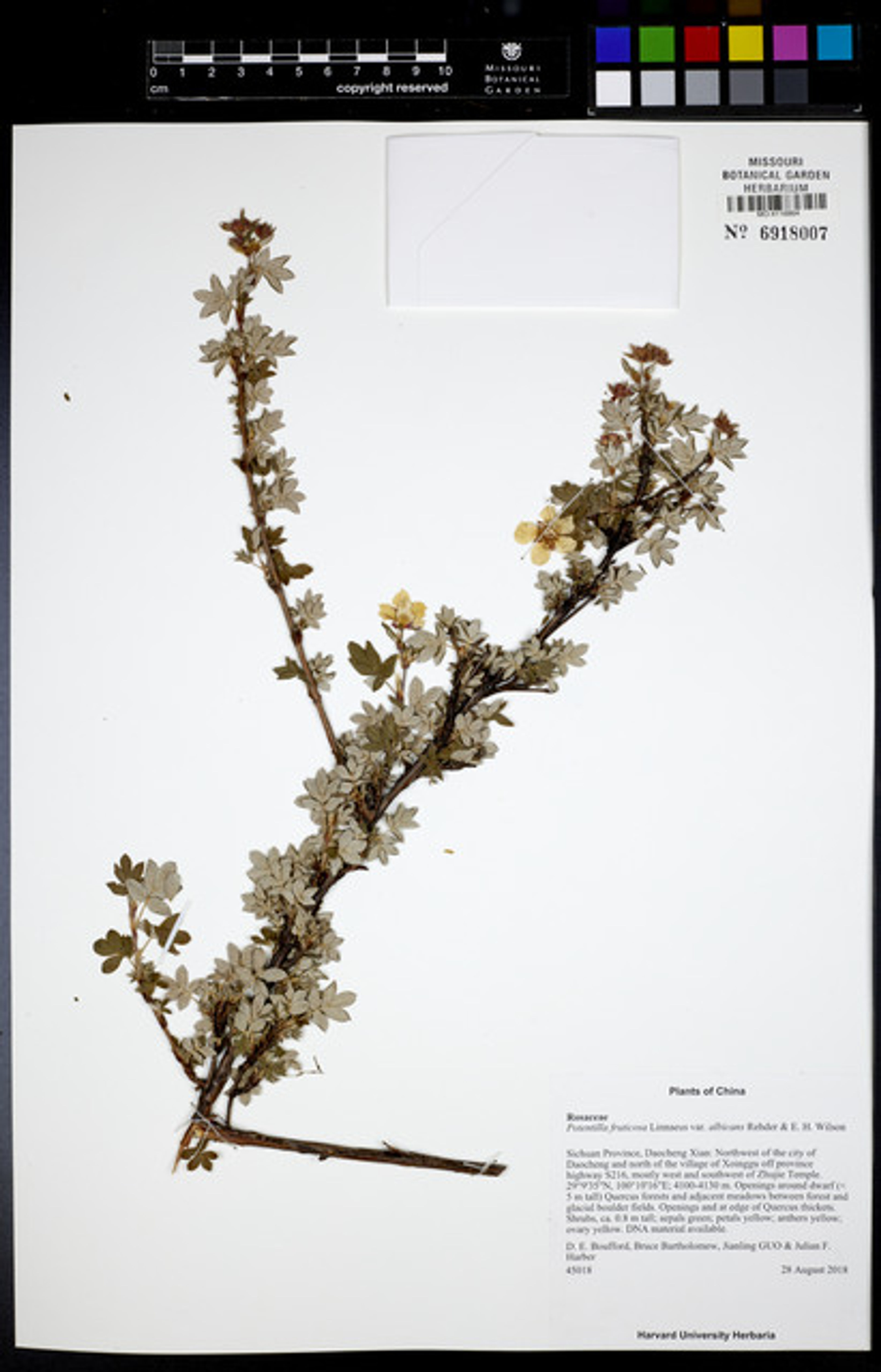 Potentilla fruticosa - 12
