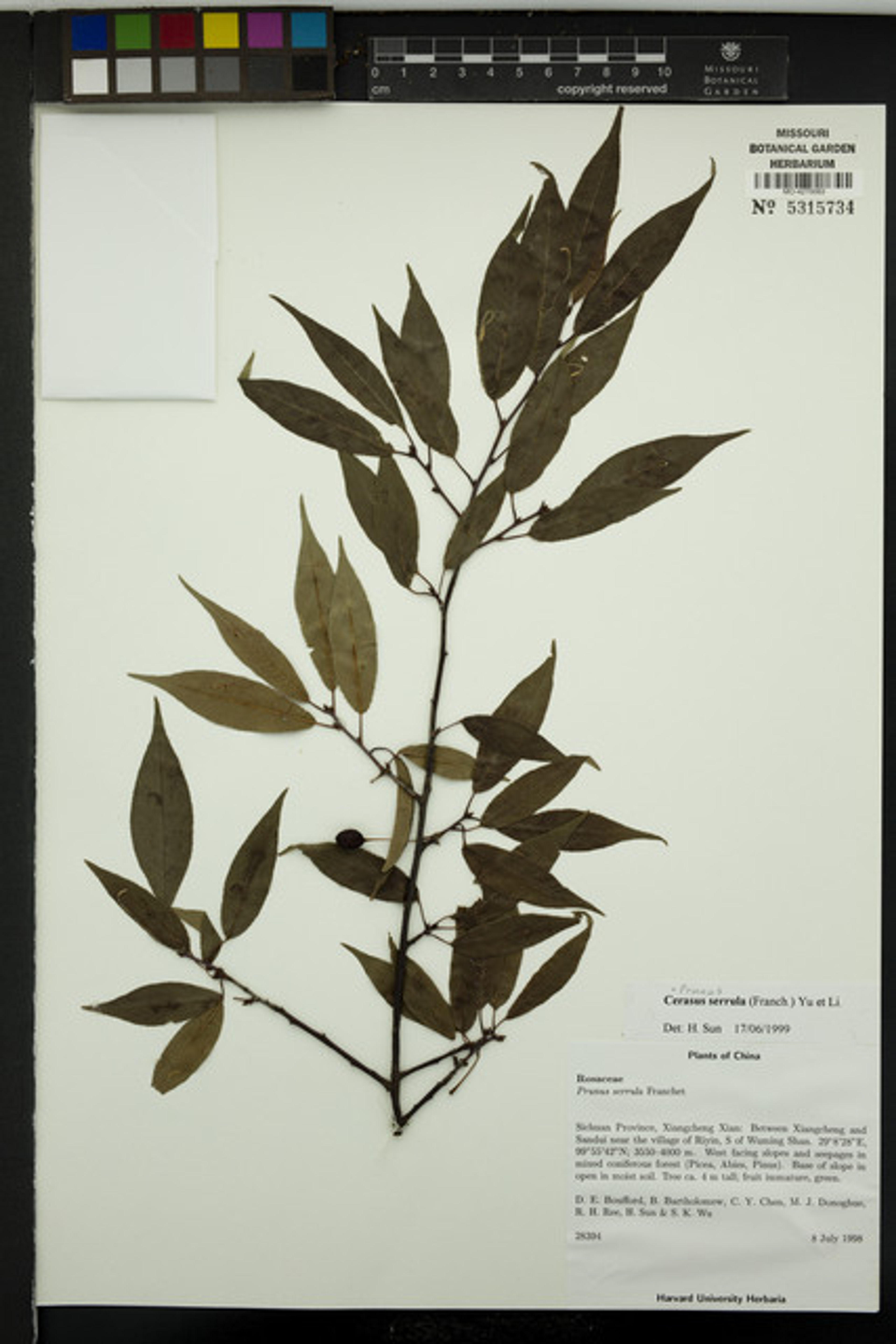 Prunus serrula - 3
