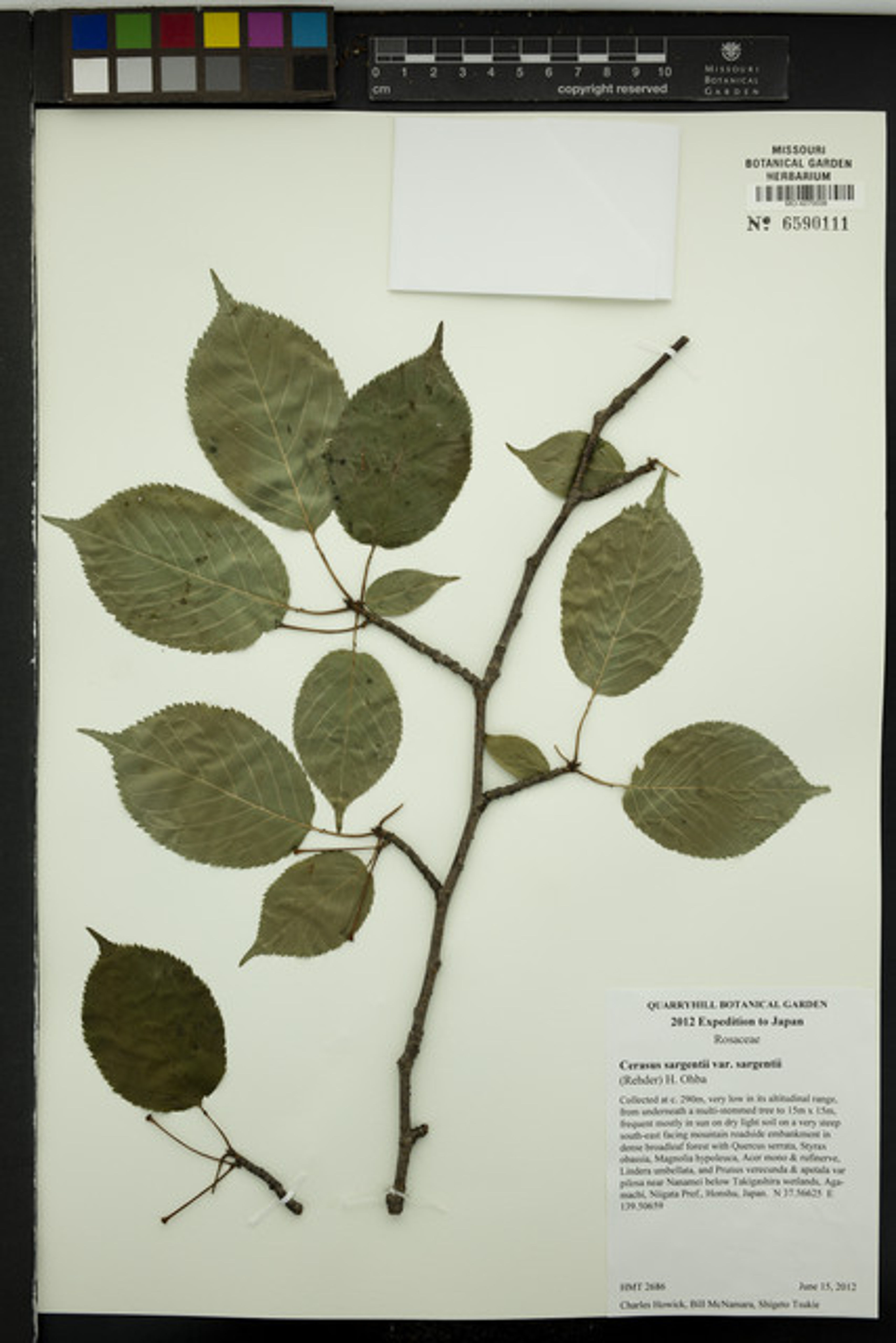 Prunus sargentii - 47