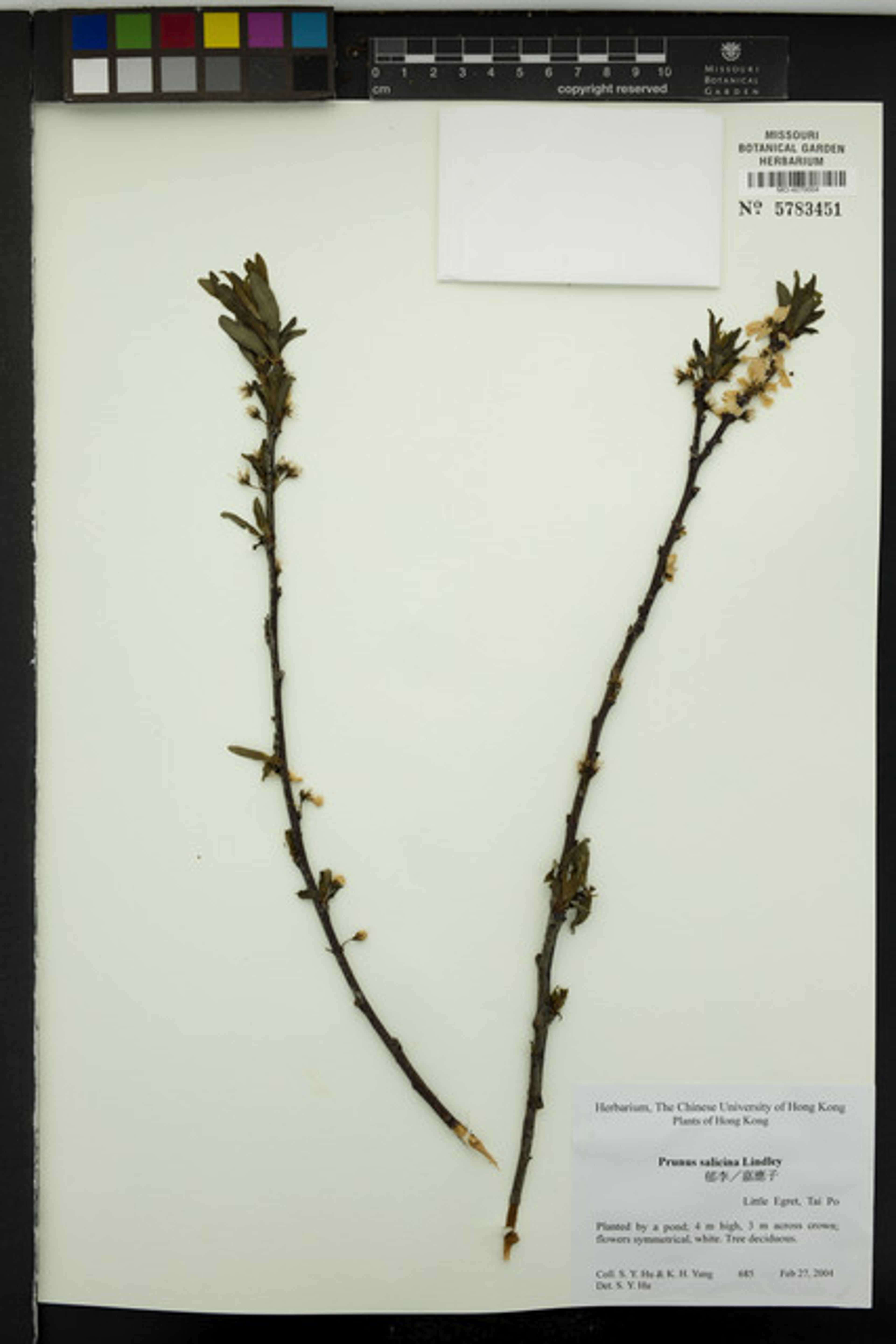 Prunus salicina - 71