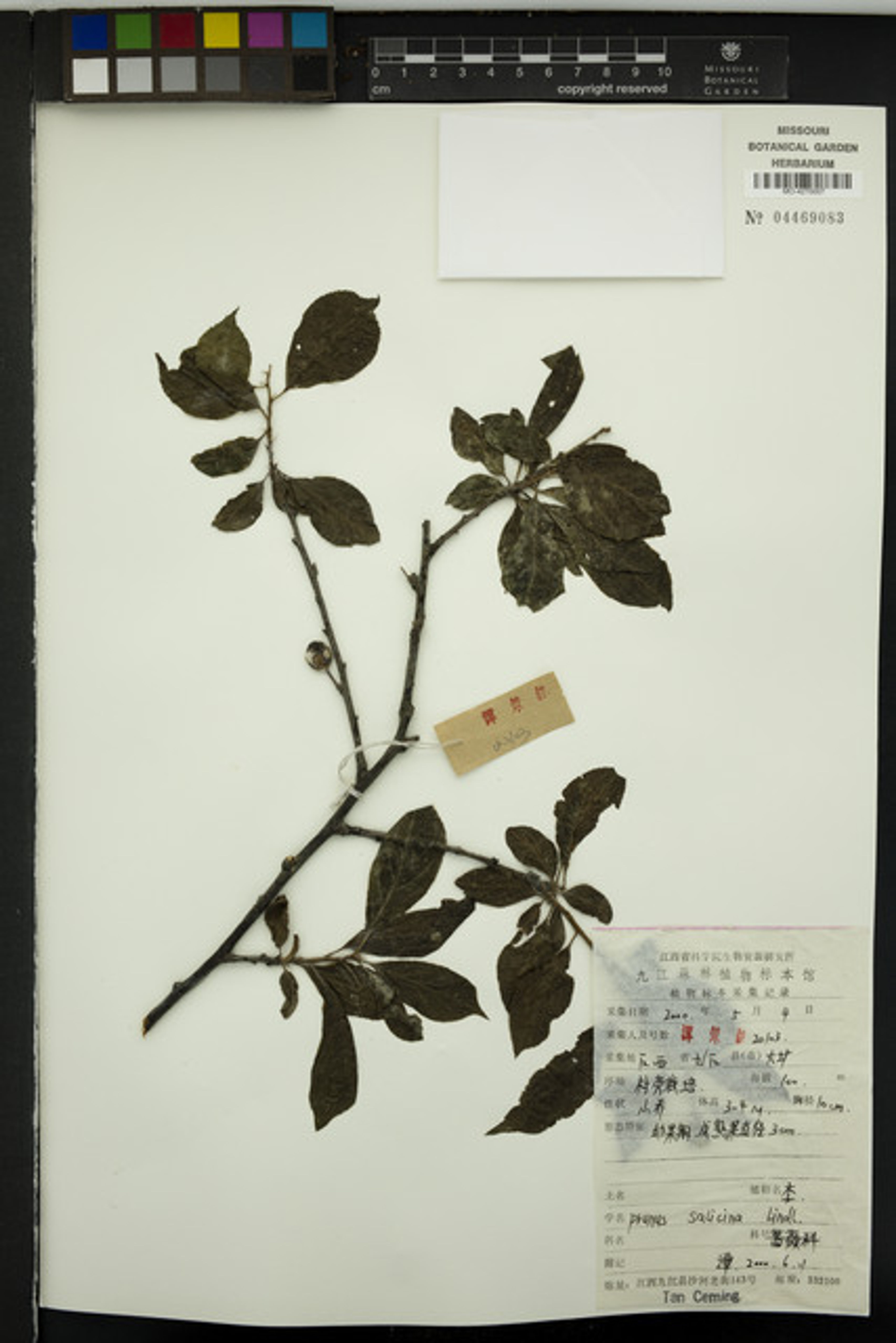 Prunus salicina - 316