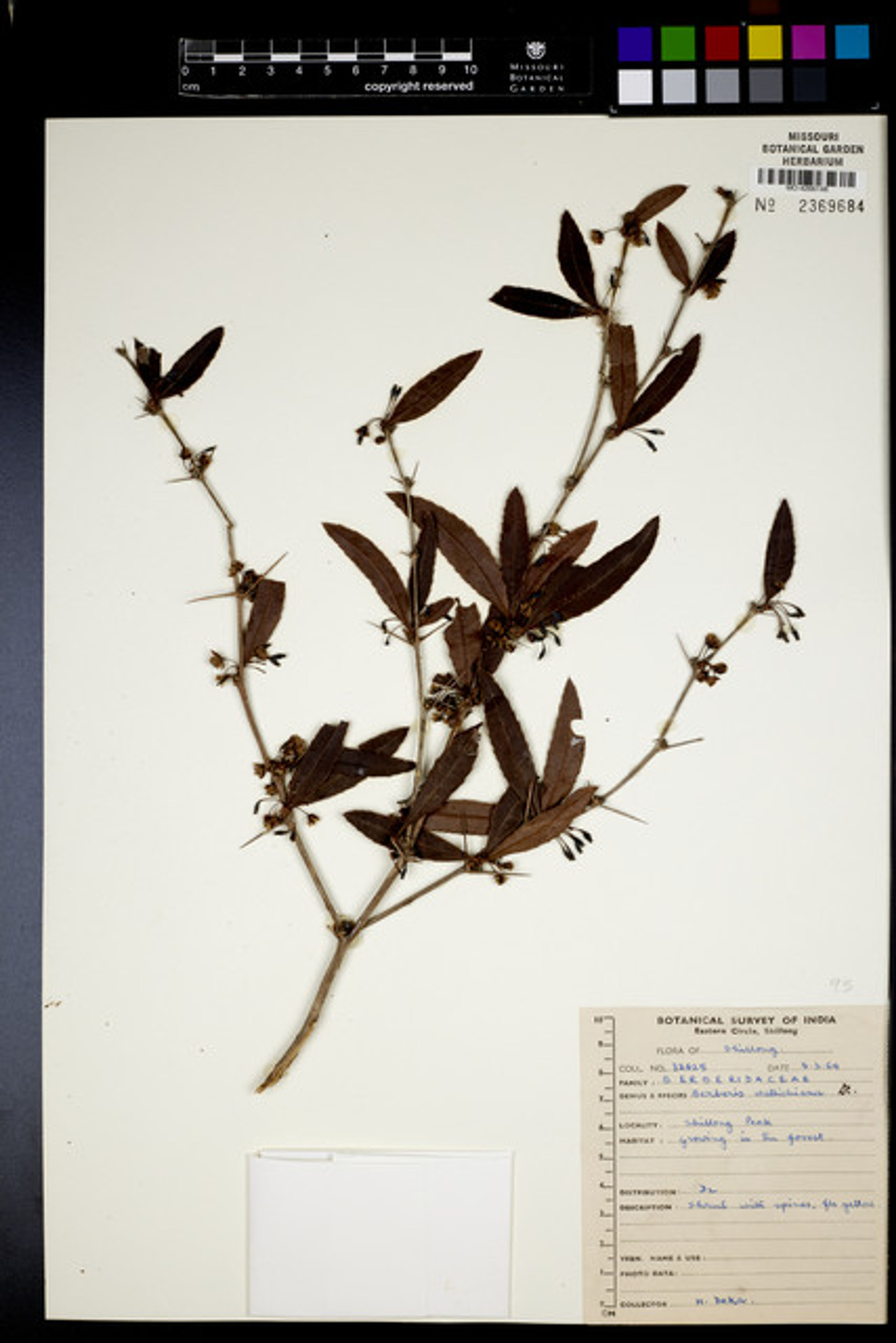 Berberis wallichiana - 33
