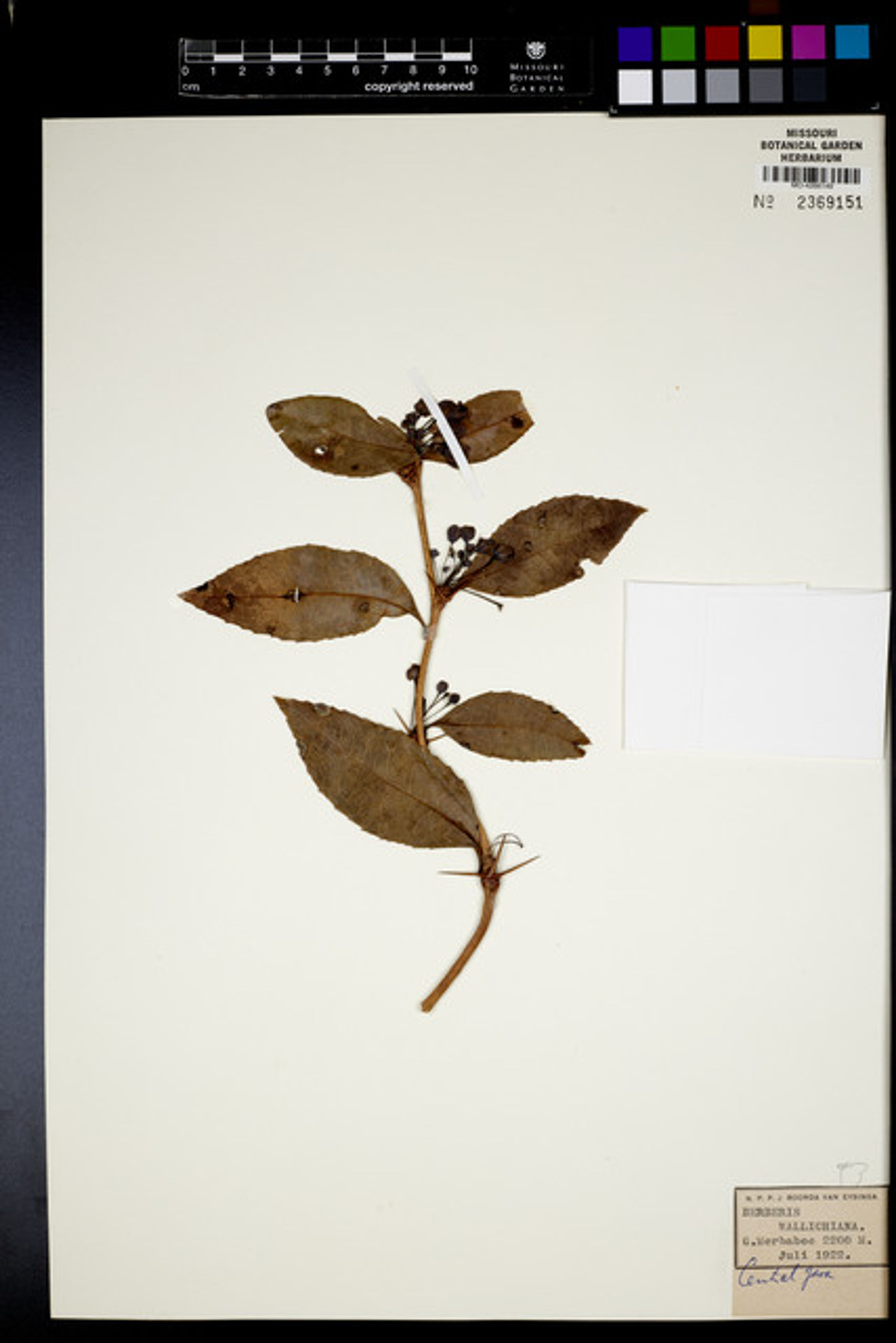 Berberis wallichiana - 49