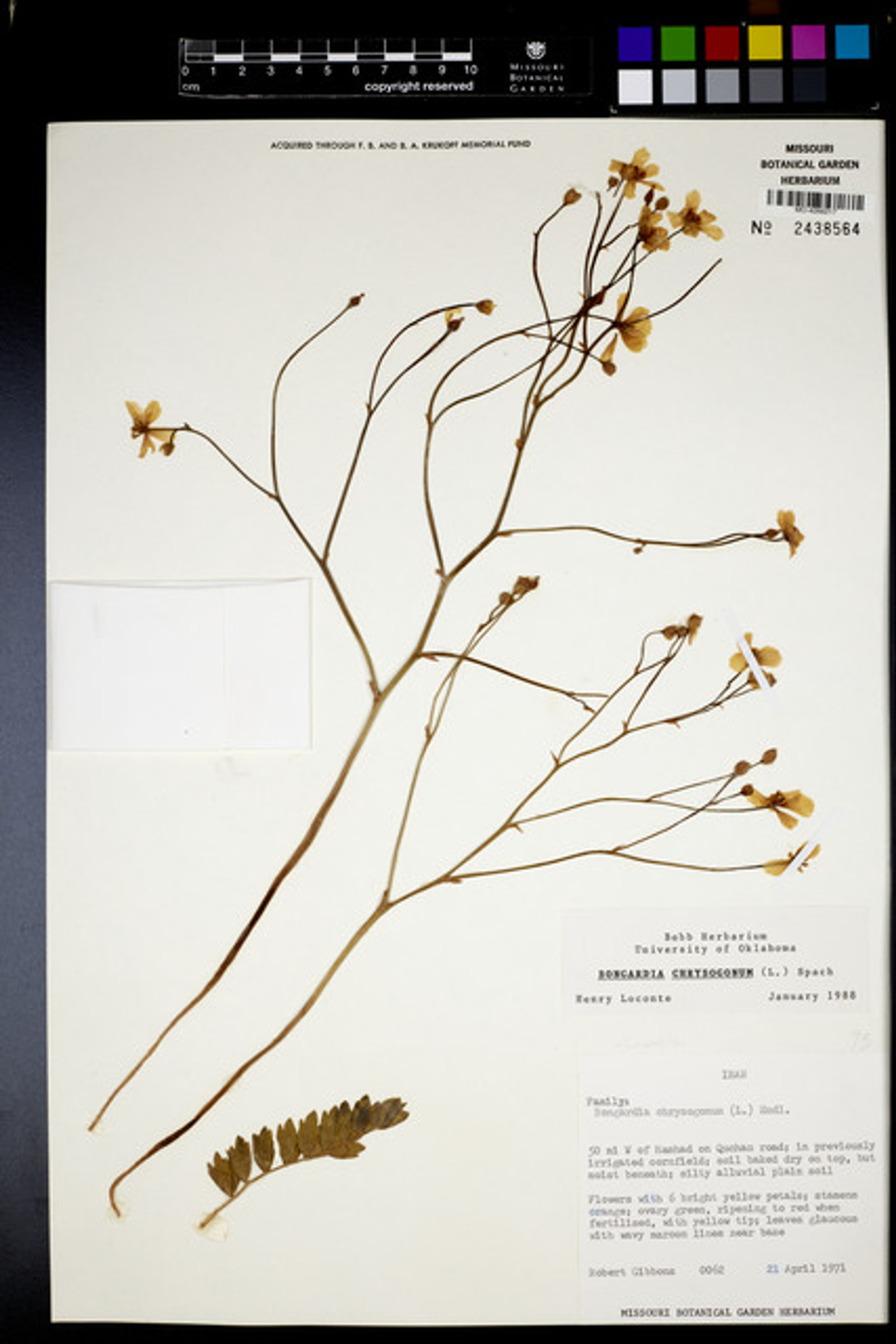 Bongardia chrysogonum - 16