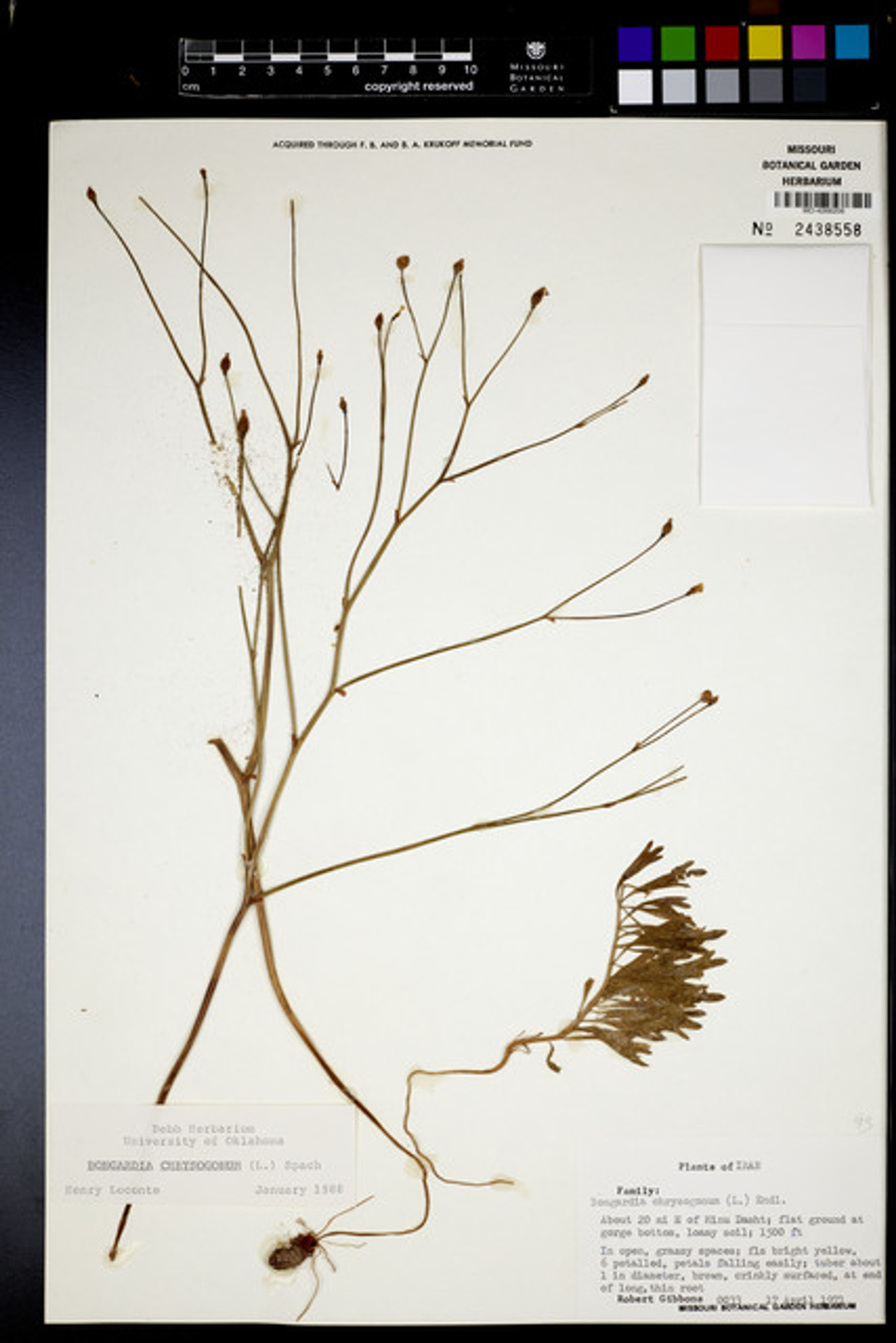 Bongardia chrysogonum - 12