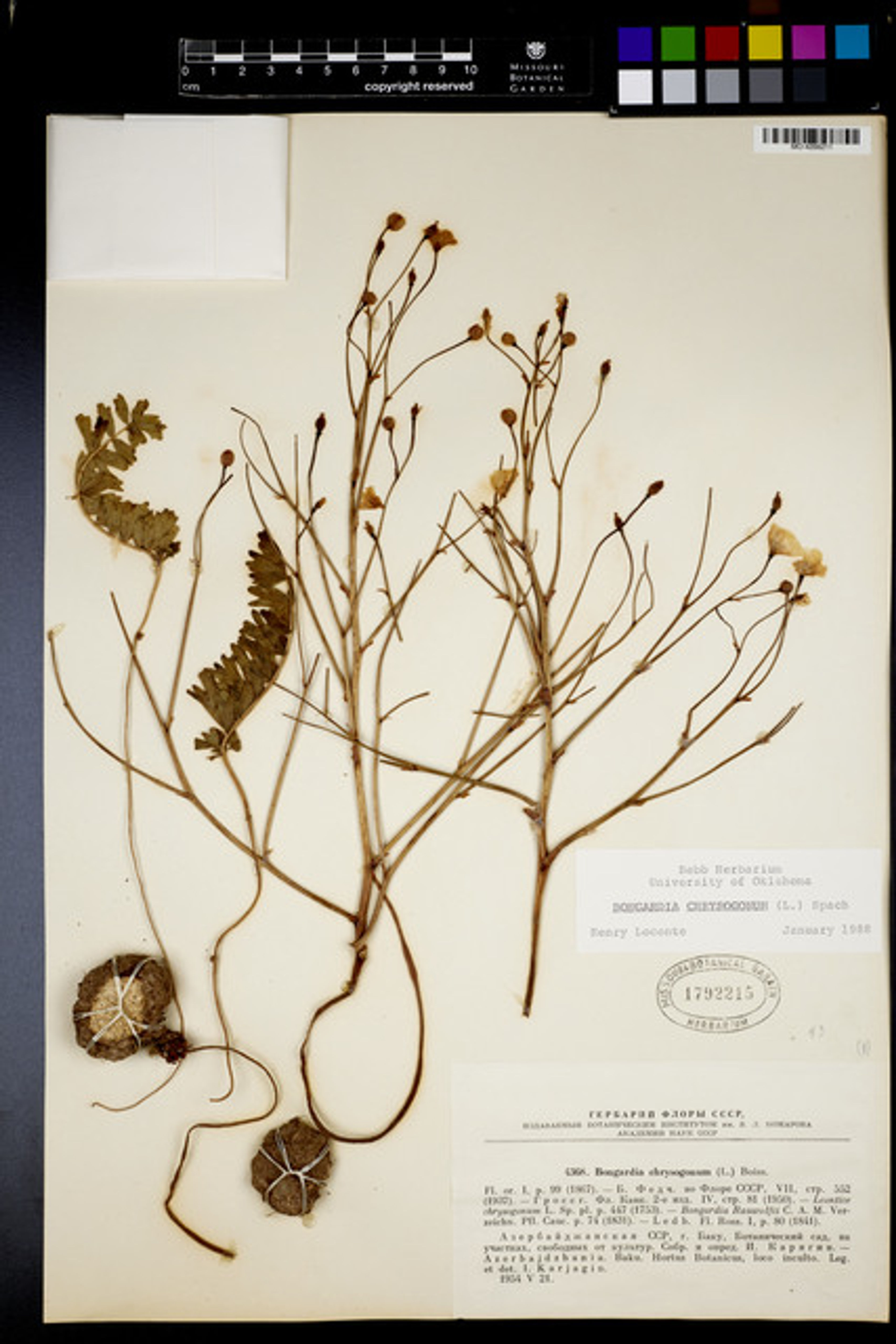 Bongardia chrysogonum - 17