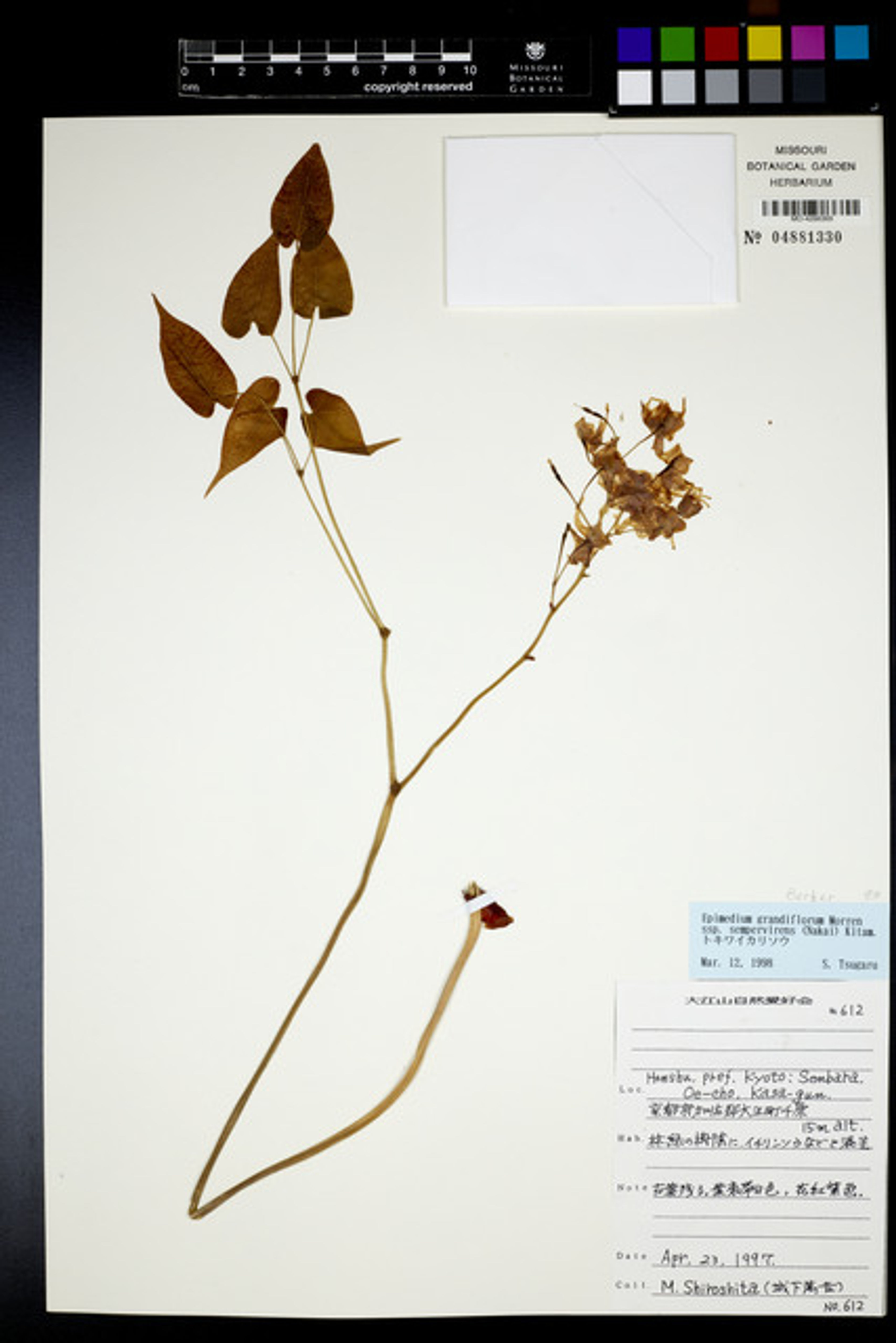 Epimedium grandiflorum - 12