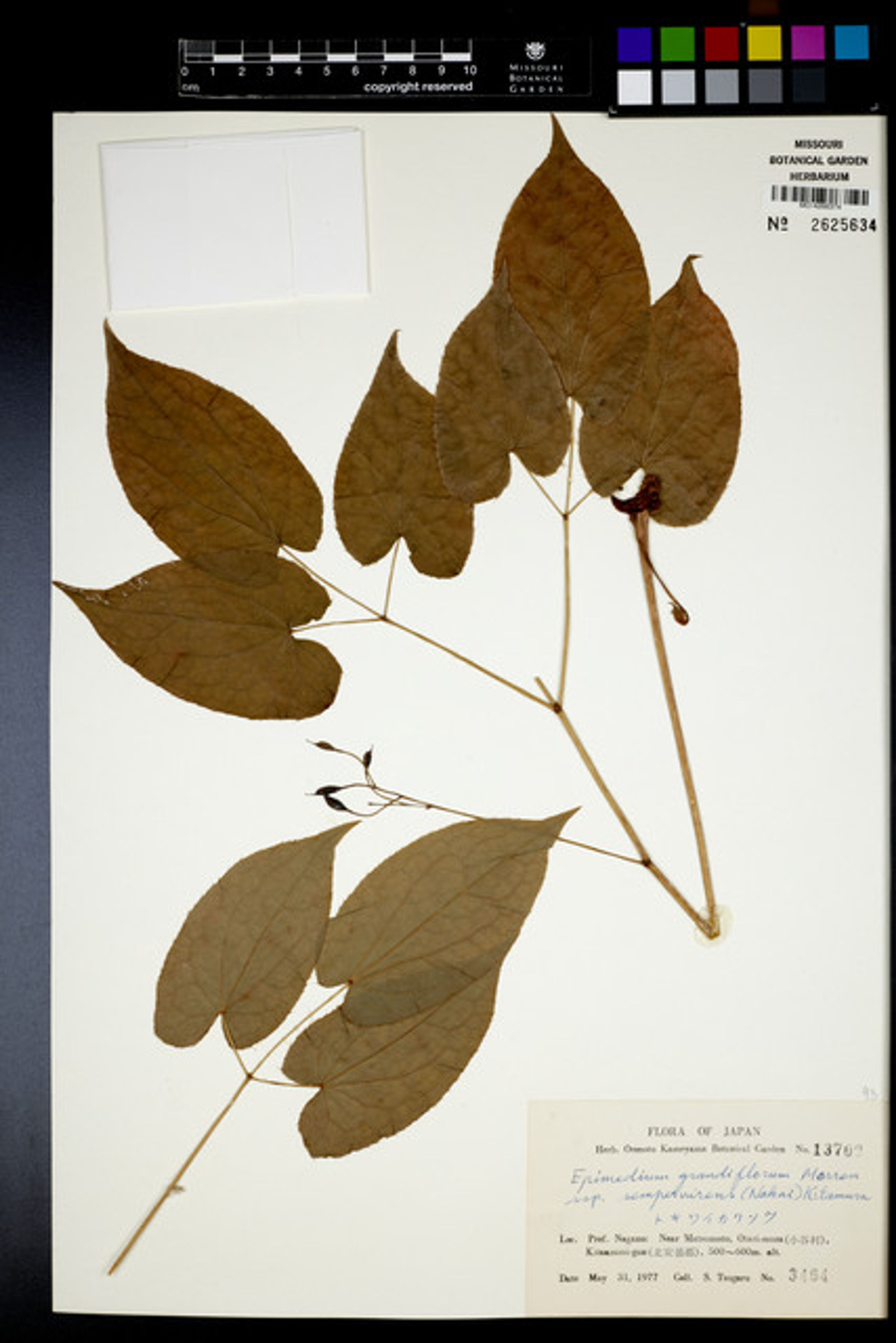 Epimedium grandiflorum - 76